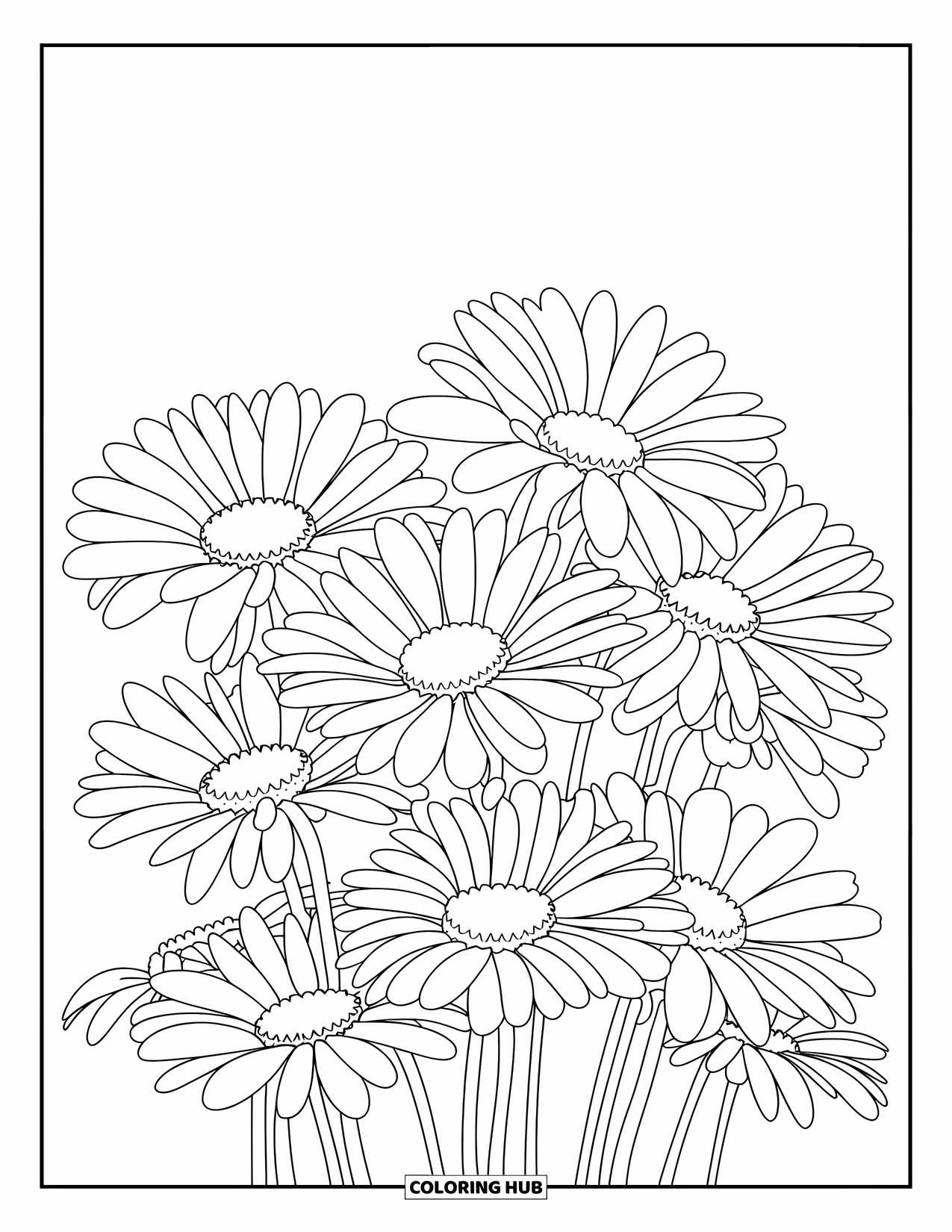 Desen de colorat cu margarete pentru adulți: Un prim-plan cu mai multe capete de margarete, fiecare petală prezentând detalii fine, fără texturi sau umbre