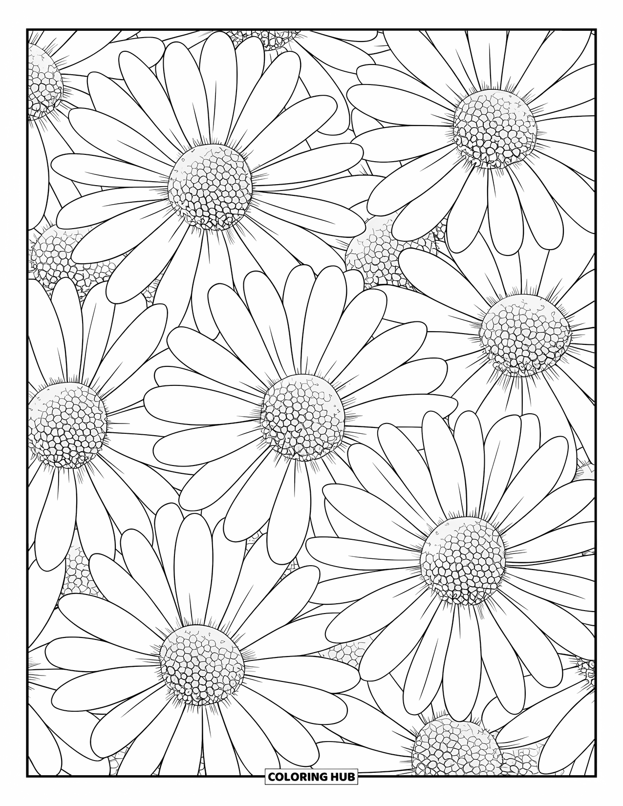 Desen de colorat cu margarete pentru adulți: Un prim-plan cu mai multe capete de margarete cu petale fine și un centru galben