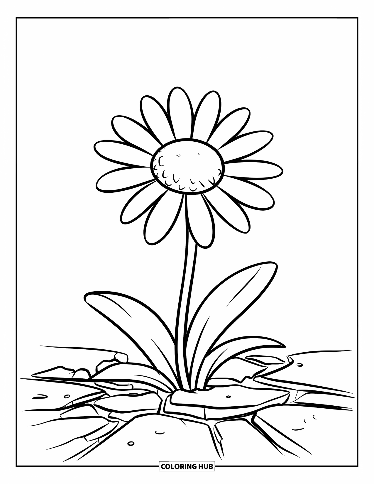 Desen de colorat cu margarete pentru copii: O margaretă care crește dintr-un pavaj crăpat, cu un centru galben și petale albe