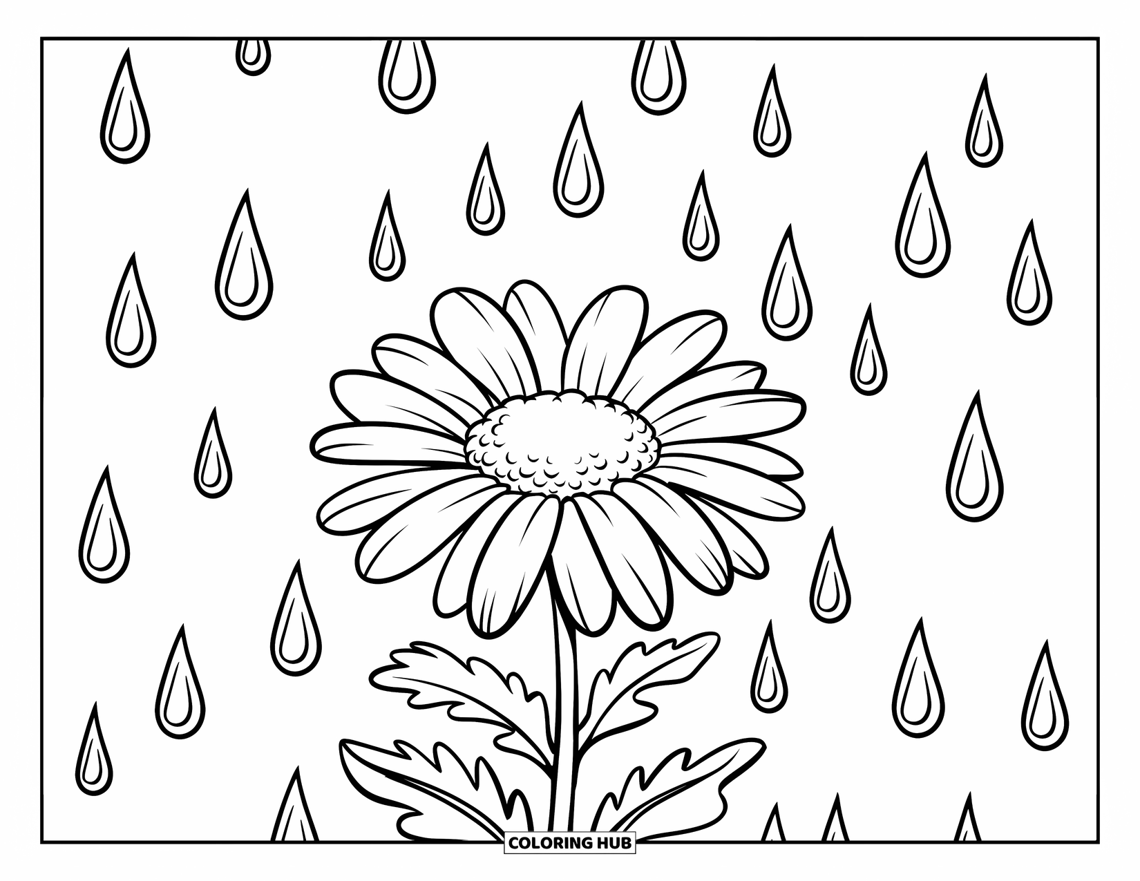 Desen de colorat cu margarete pentru copii: O margaretă cu picături de ploaie căzând în jurul ei, cu linii clare, curbate și un fundal alb