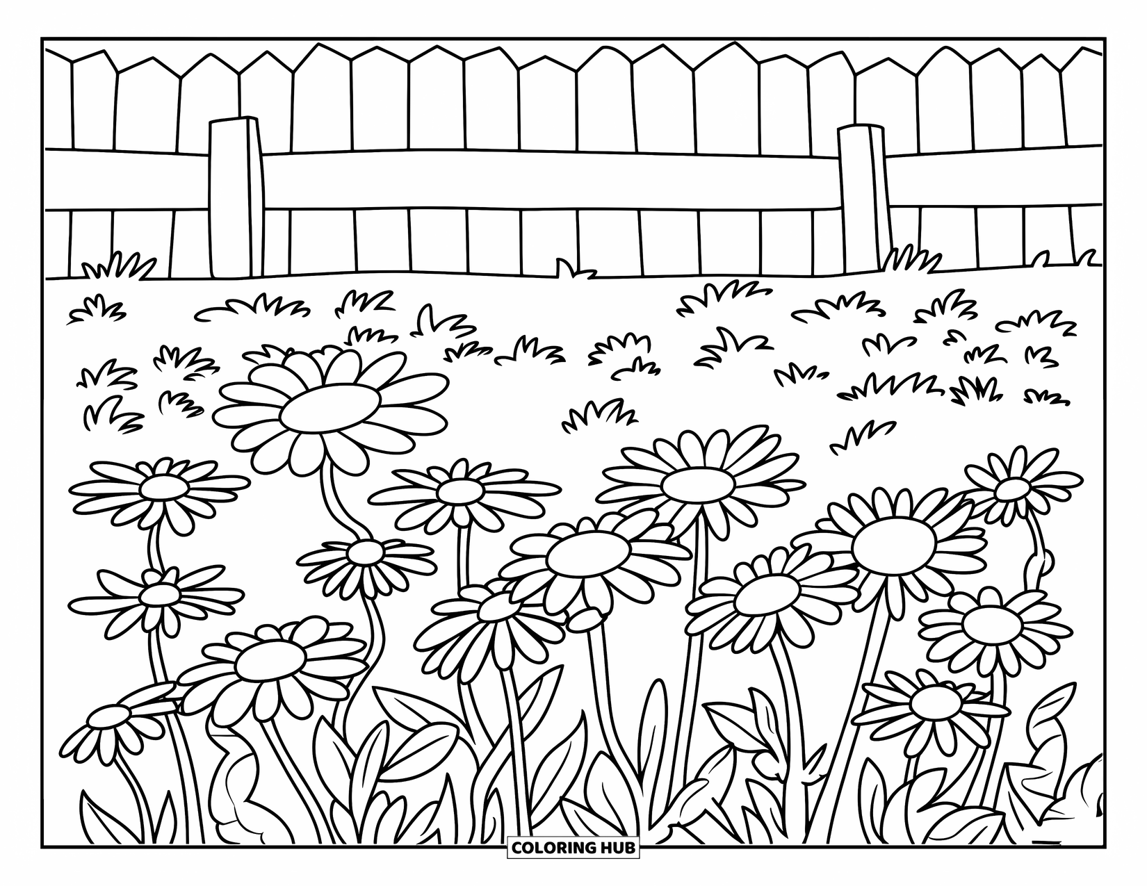 Desen de colorat cu margarete pentru copii: Un câmp de margarete cu un gard de lemn în fundal, cu contururi curate și îndrăznețe