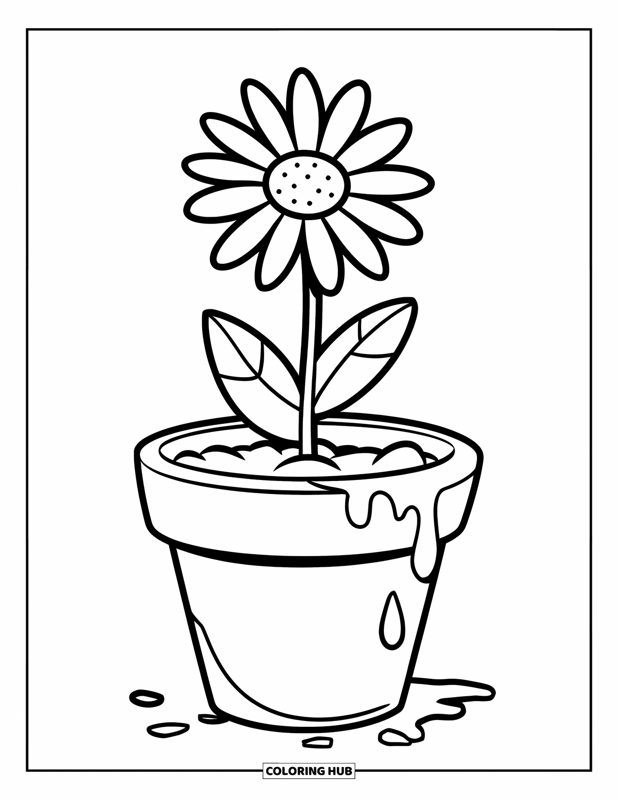 Desen de colorat cu margarete pentru copii: O singură margaretă într-un ghiveci cu câteva picături de apă