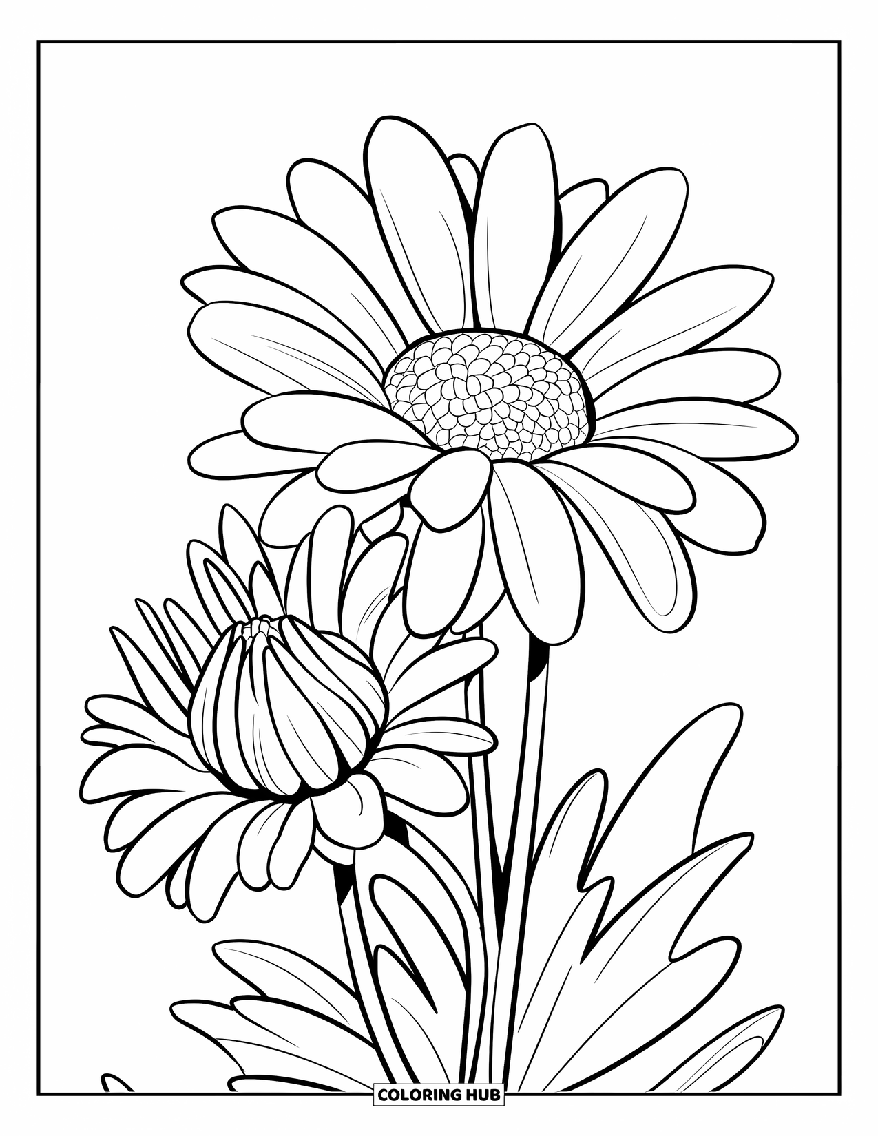 Desen de colorat cu margarete pentru copii: Două margarete, una complet înflorită și cealaltă parțial închisă, într-un design dinamic