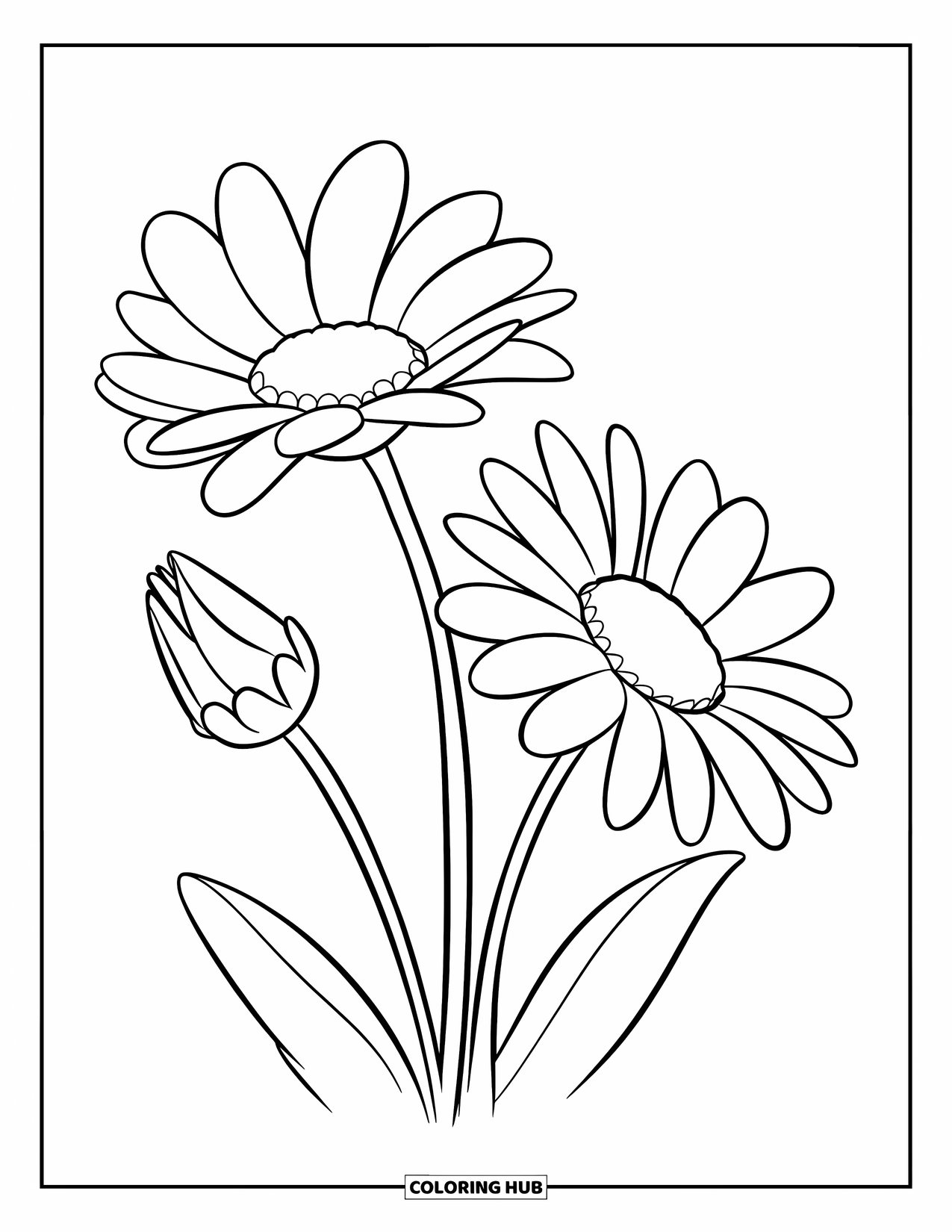 Desen de colorat cu margarete pentru copii: Două margarete, una complet înflorită și cealaltă parțial închisă, cu petale detaliate și dinamice