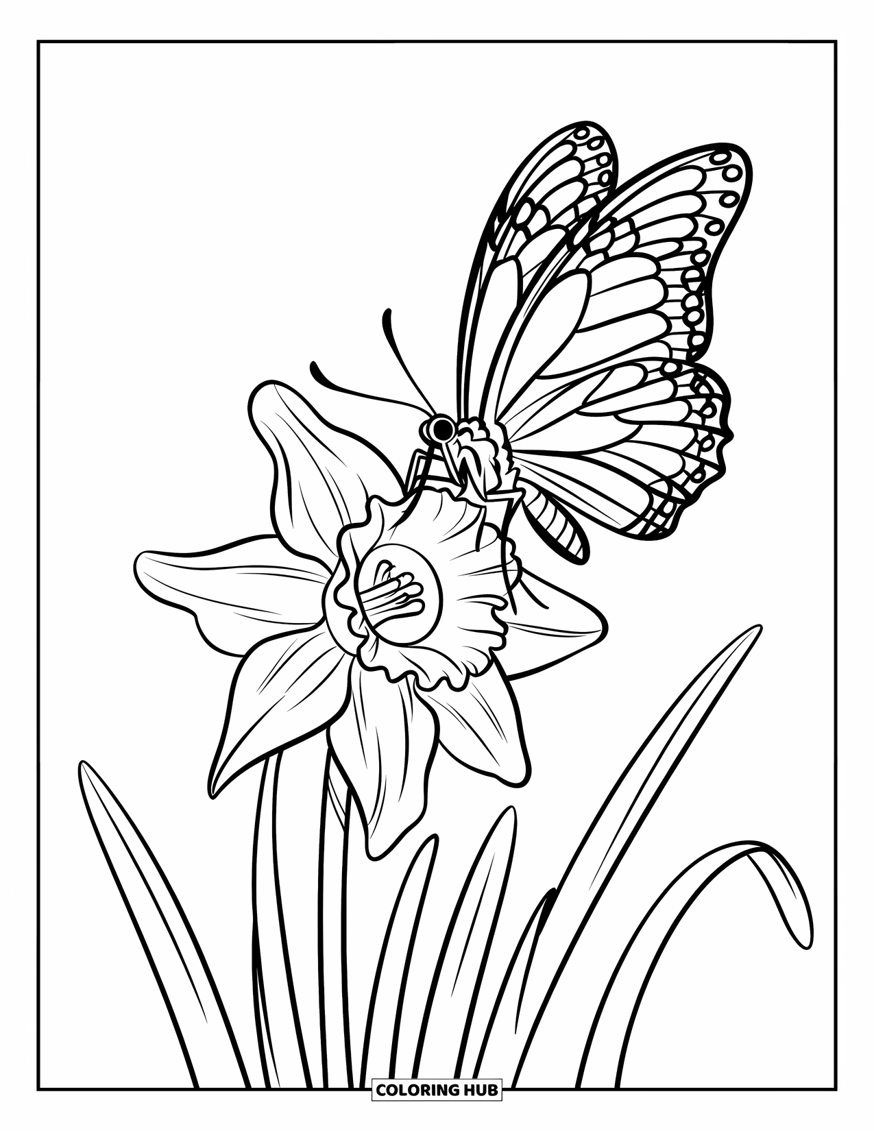 Desen de colorat floral pentru copii: Un fluture aterizând pe o narcisă mare cu petale largi, curbate