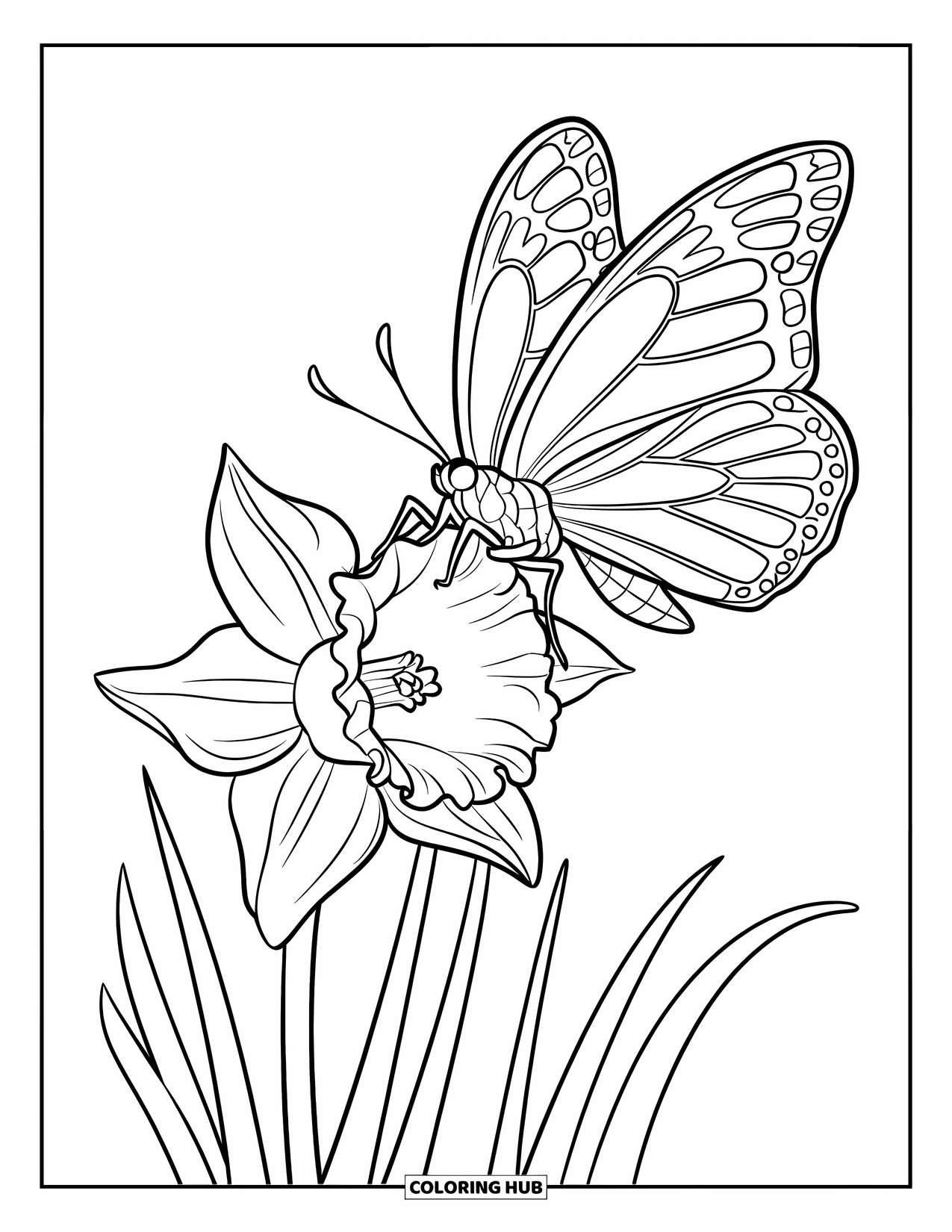 Desen de colorat floral pentru copii: Un fluture așezat pe o narcisă cu petale largi, curbate