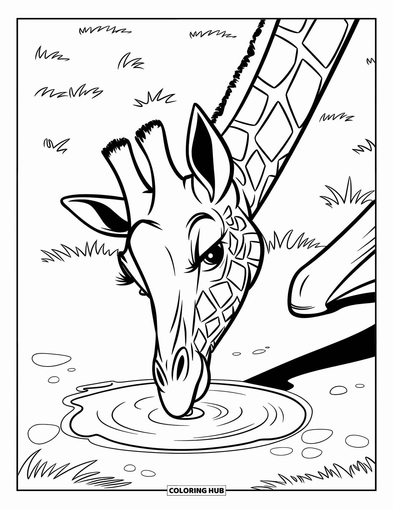 Disegno di giraffa da colorare per bambini: una giraffa sorseggia l'acqua da una piccola pozzanghera, creando increspature
