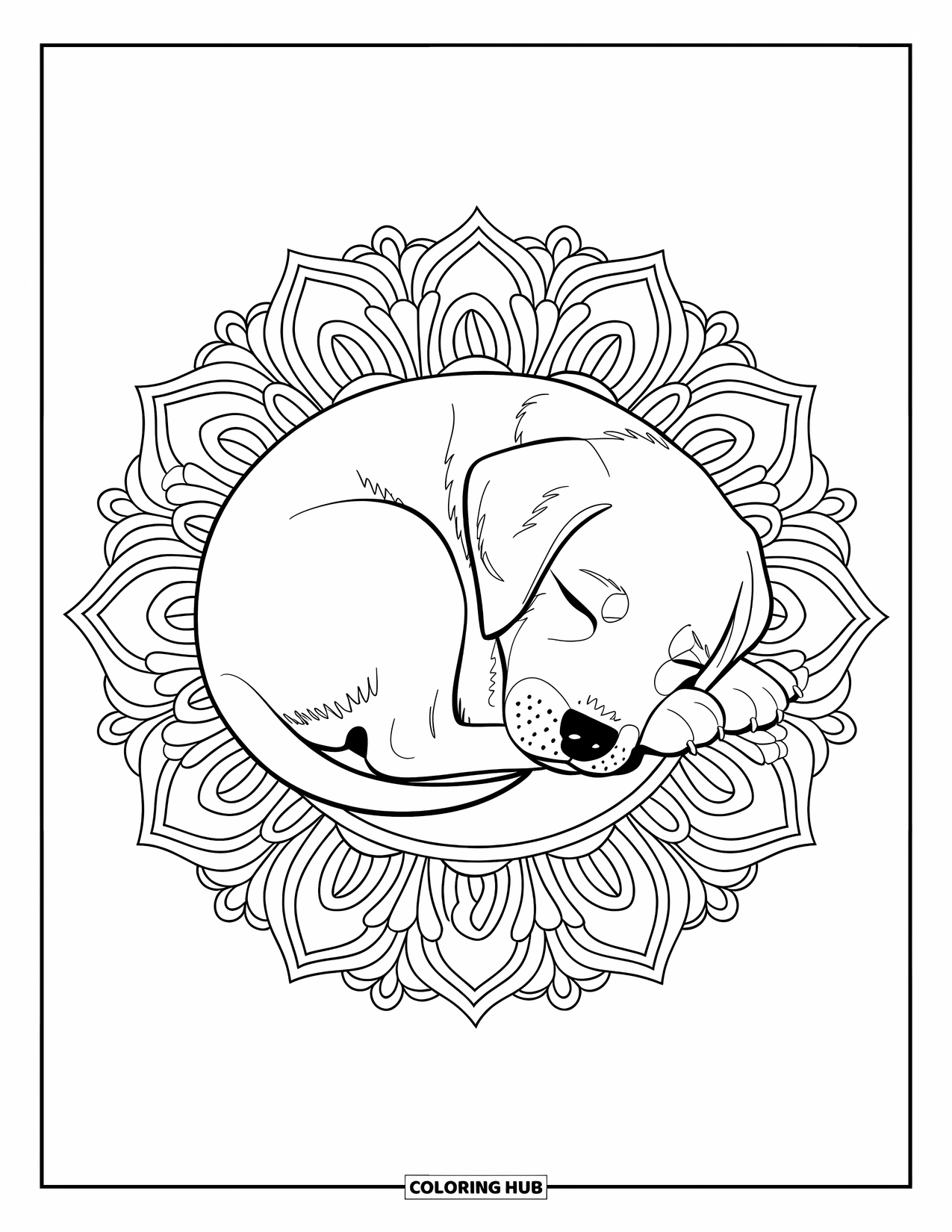 Puppy Coloring Page for Adults: A Labrador Retriever puppy curls up inside a beautifully detailed mandala floral design