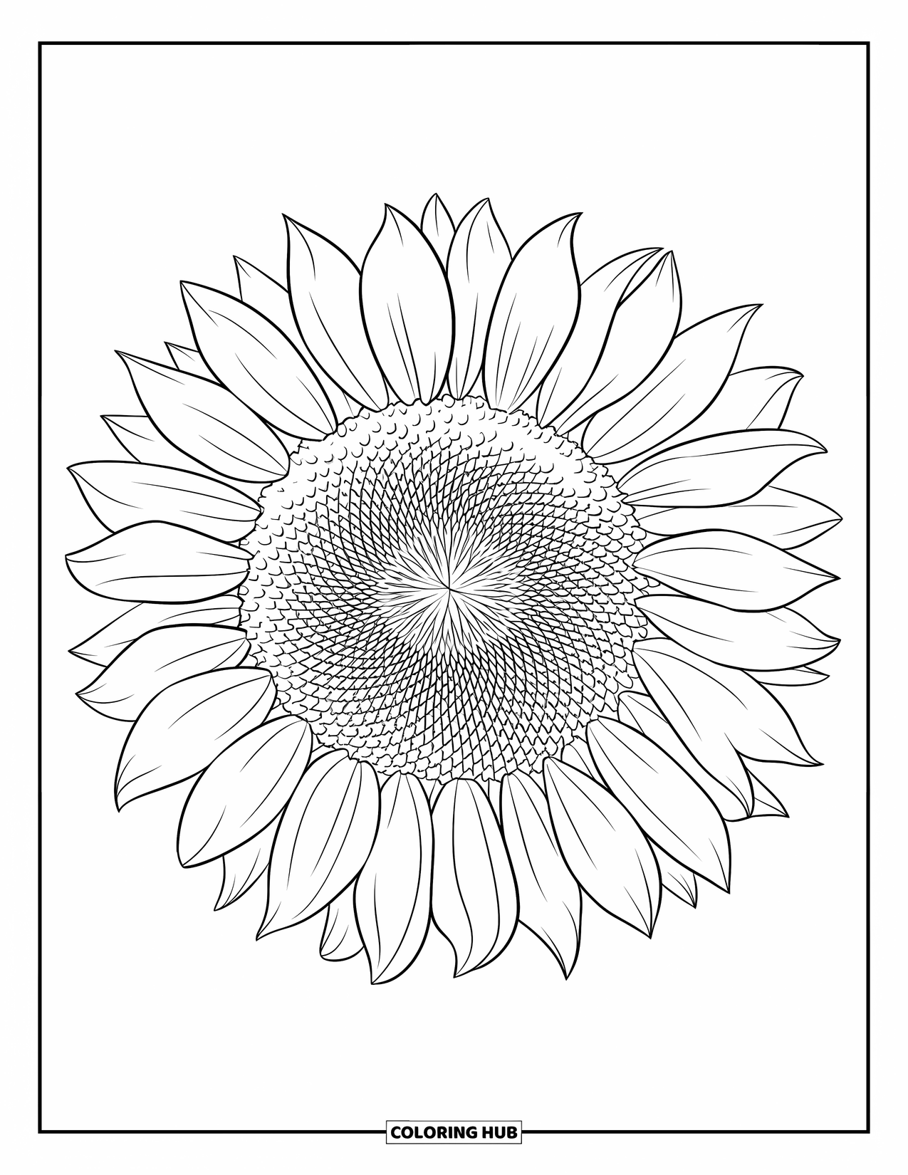 Desen de colorat cu floarea-soarelui pentru adulți: O cap de floarea-soarelui detaliat, cu un tipar bogat de semințe și petale fin stratificate