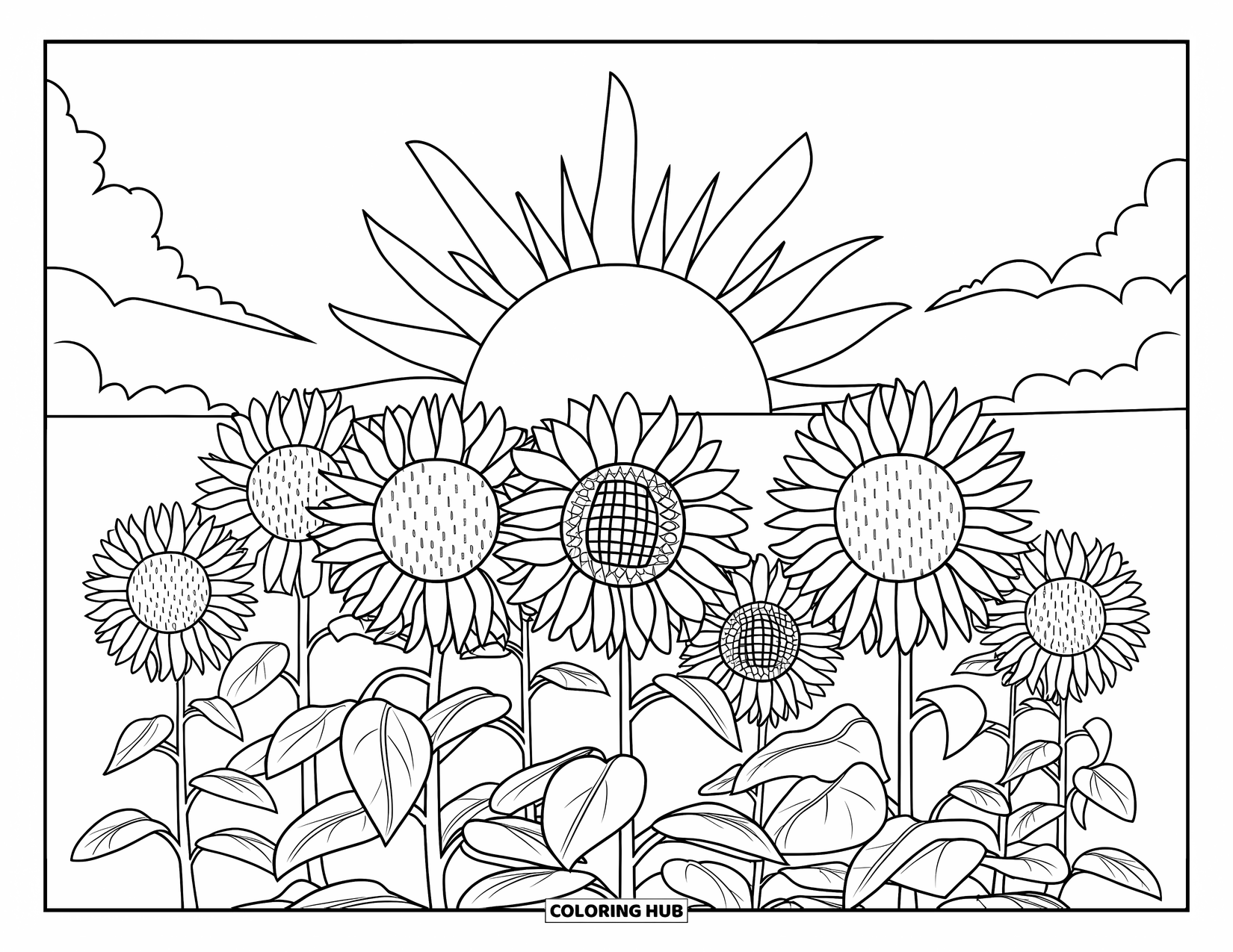 Desen de colorat cu floarea-soarelui pentru copii: Un câmp strălucitor de flori-soarelui, cu raze de soare întinzându-se peste cer
