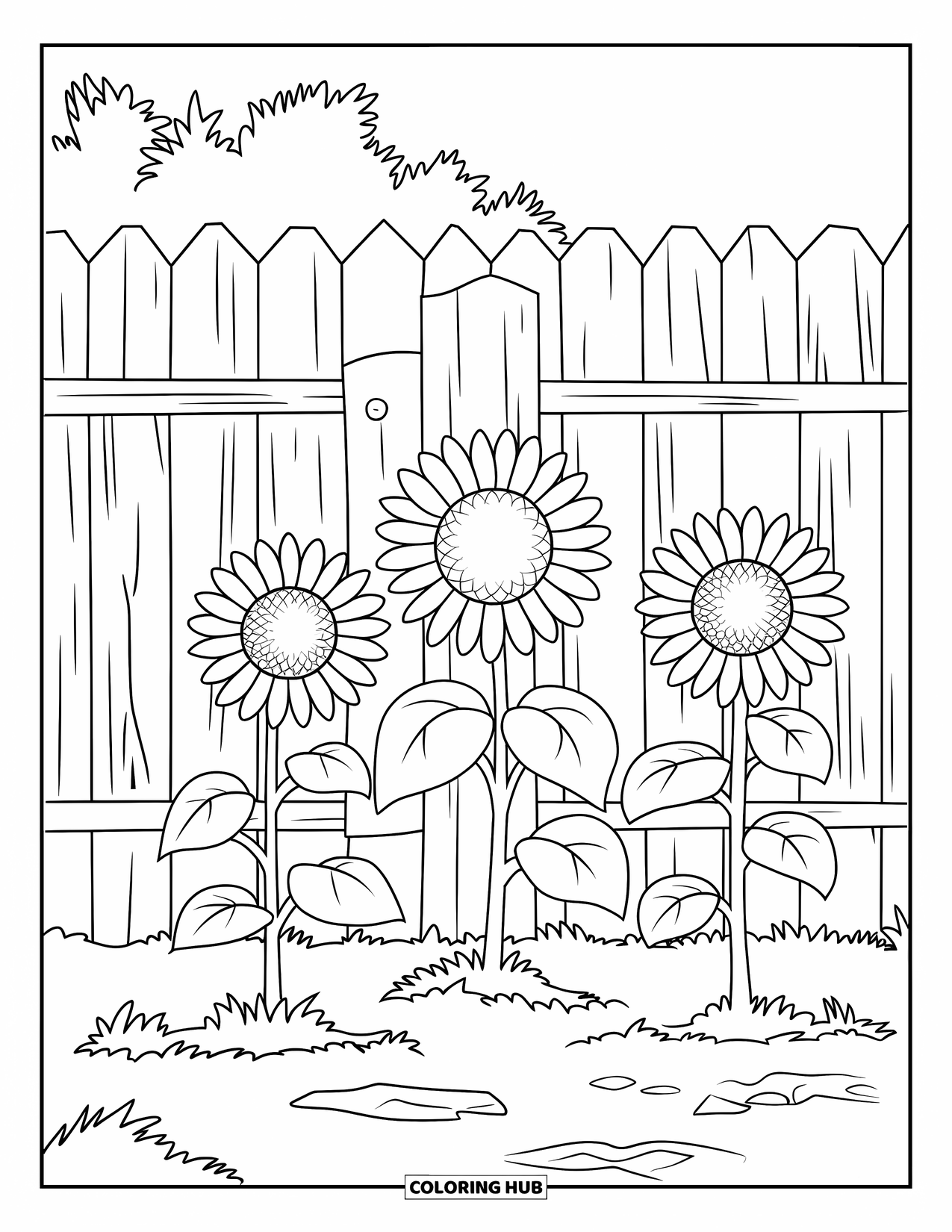 Desen de colorat cu floarea-soarelui pentru copii: Un grup de flori-soarelui se întinde spre soare lângă un gard rustic de lemn