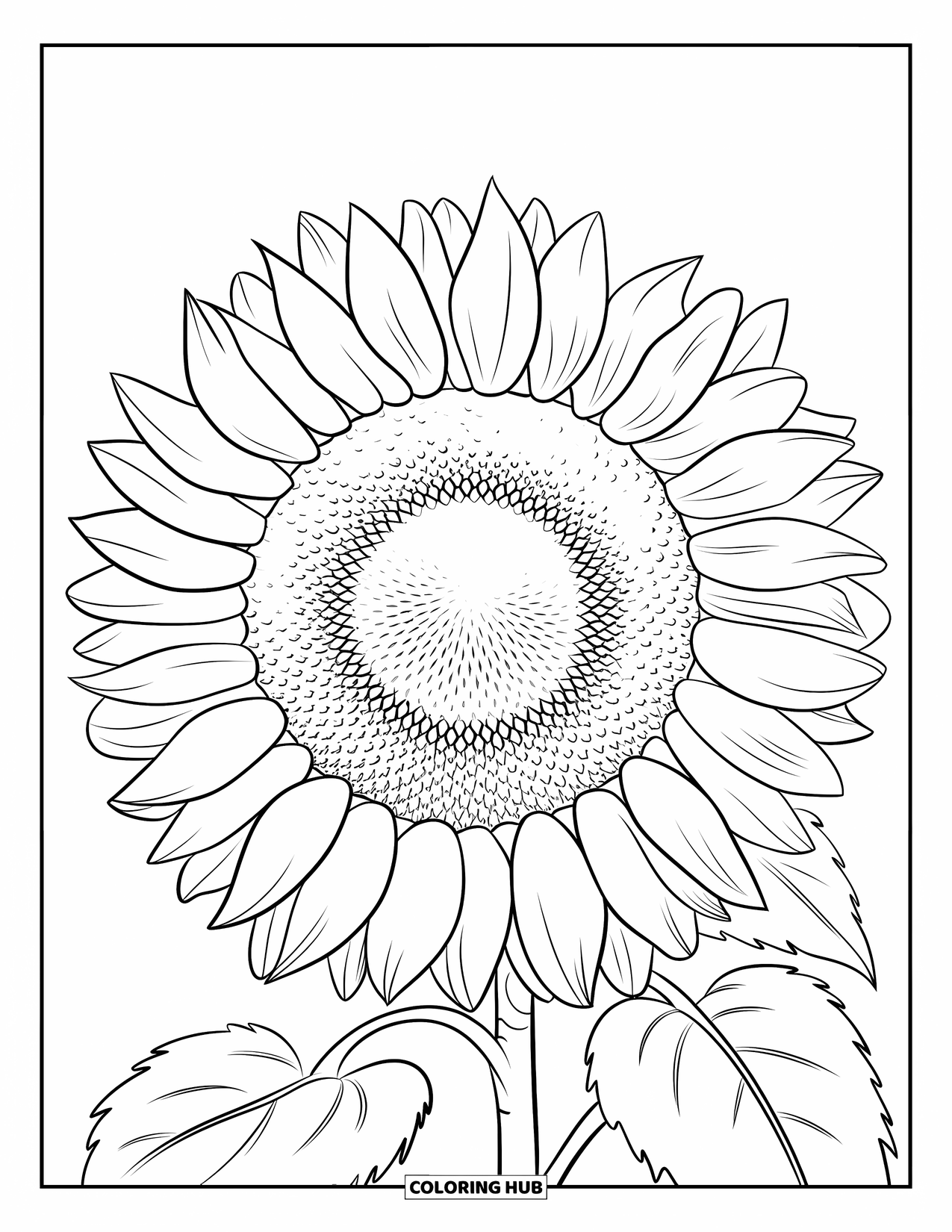Desen de colorat cu floarea-soarelui pentru copii: Un cap de floarea-soarelui cu semințe texturate și petale aranjate în spirală