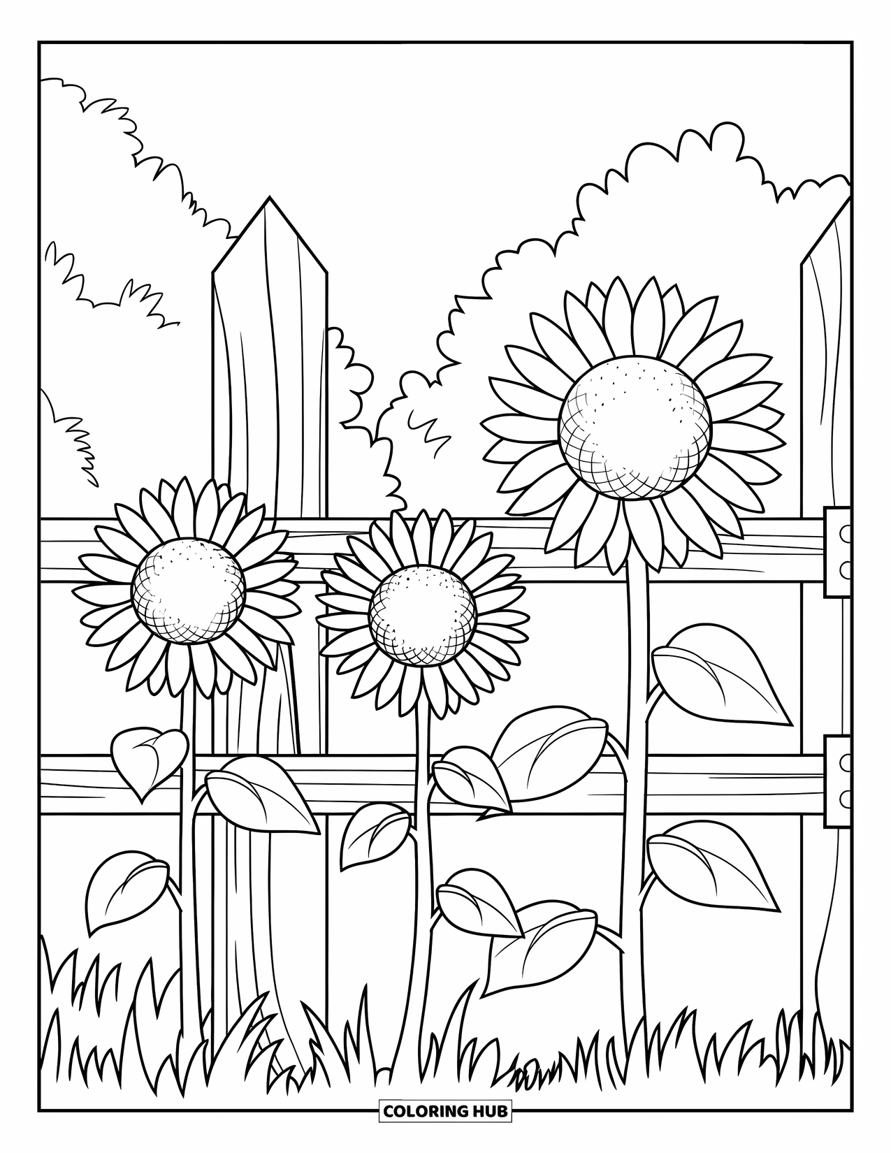 Desen de colorat cu floarea-soarelui pentru copii: Trei flori-soarelui cresc lângă un gard de lemn, adăugând farmec grădinii