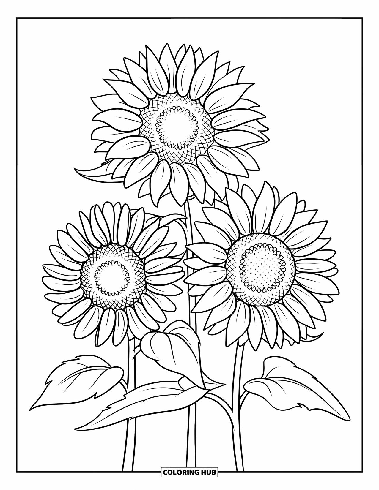 Desen de colorat cu floarea-soarelui pentru copii: Trei flori-soarelui stau în picioare, fiecare înclinată într-o direcție diferită