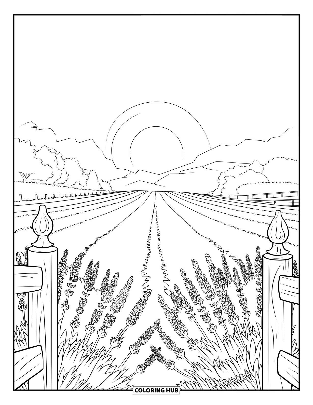 Sonnen Tag Ausmalbild für Erwachsene: Ein atemberaubendes Lavendelfeld erstreckt sich unter einer strahlenden Sonne bis zum Horizont