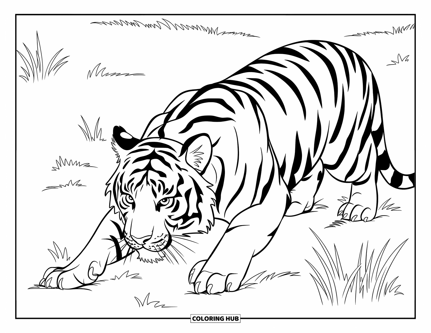 Disegno di tigre da colorare per bambini: Una potente tigre accovacciata nell'erba, la sua coda che si muove con anticipazione