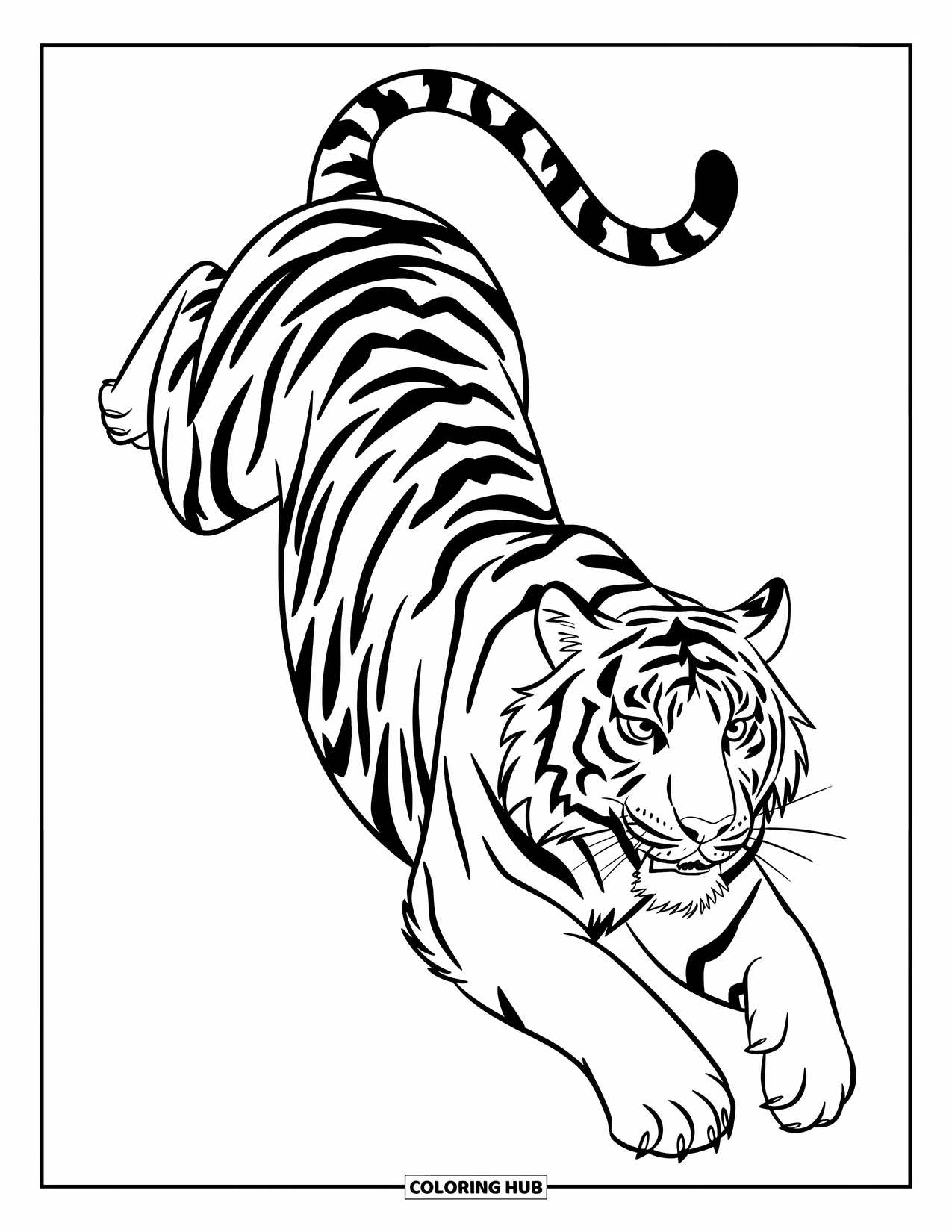 Disegno di tigre da colorare per bambini: Una potente tigre che salta a mezz'aria, i suoi muscoli tesi in un'energica esplosione di movimento