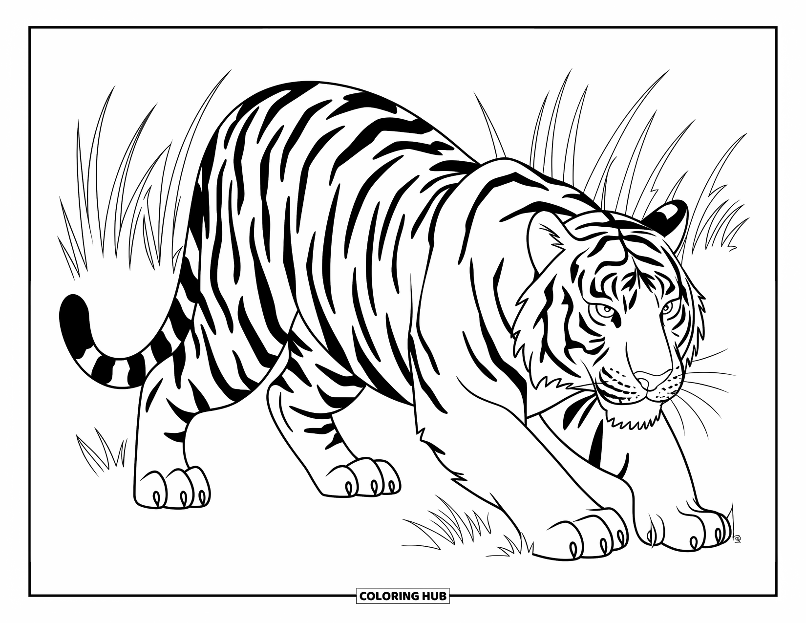Disegno di tigre da colorare per bambini: Una tigre accovacciata nell'erba alta, con i suoi occhi acuti fissi su qualcosa di invisibile