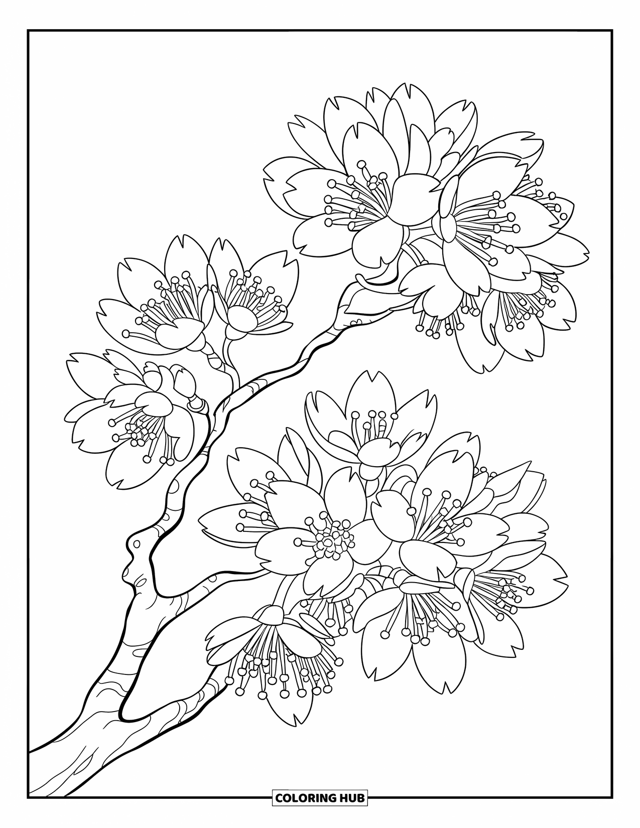 Desen de colorat cu copac pentru copii: Un cireș înflorit, cu ramuri subțiri și petale complicate de flori