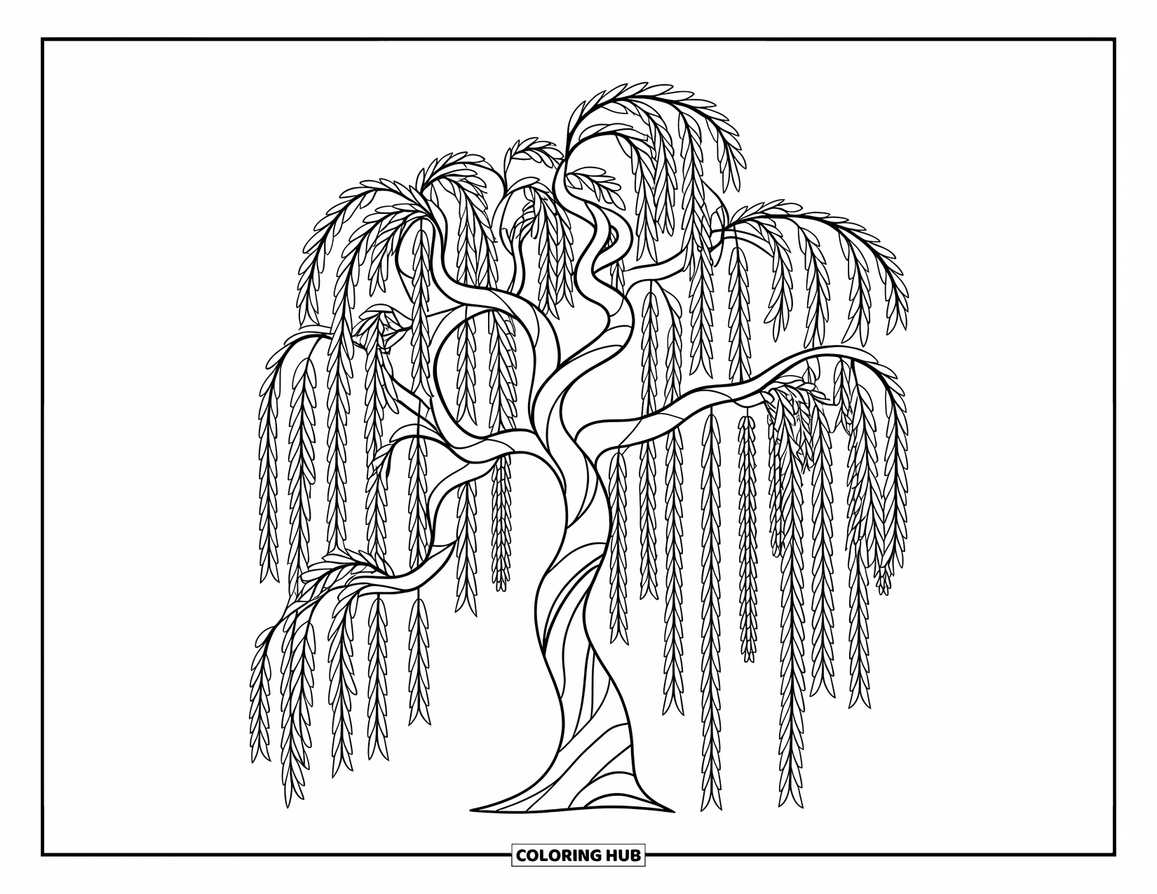 Desen de colorat cu copac pentru copii: Un salcie cu ramuri lungi și curgătoare, conturat cu linii groase, vibrație jucăușă