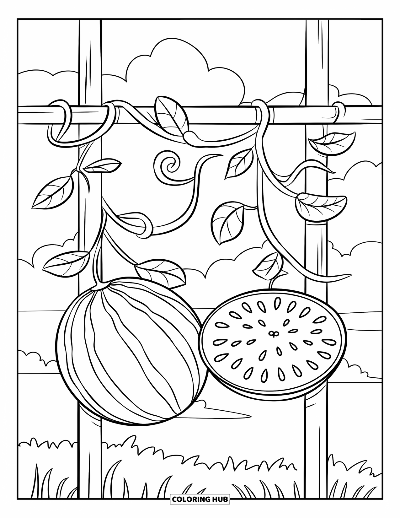 Watermeloen Kleurplaat voor Kinderen: Een watermeloenrank met krullende ranken groeit op een latwerk, met twee hangende watermeloenen