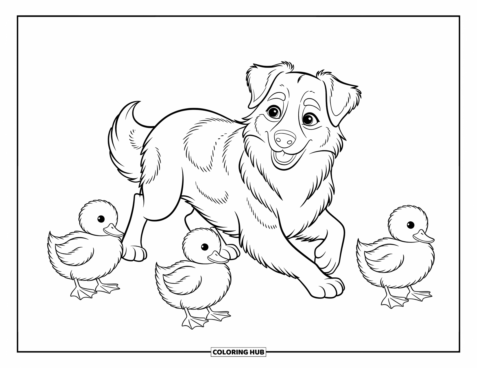 Dog Coloring Page for Kids: An Australian Shepherd herds three fluffy ducklings with a playful yet focused expression
