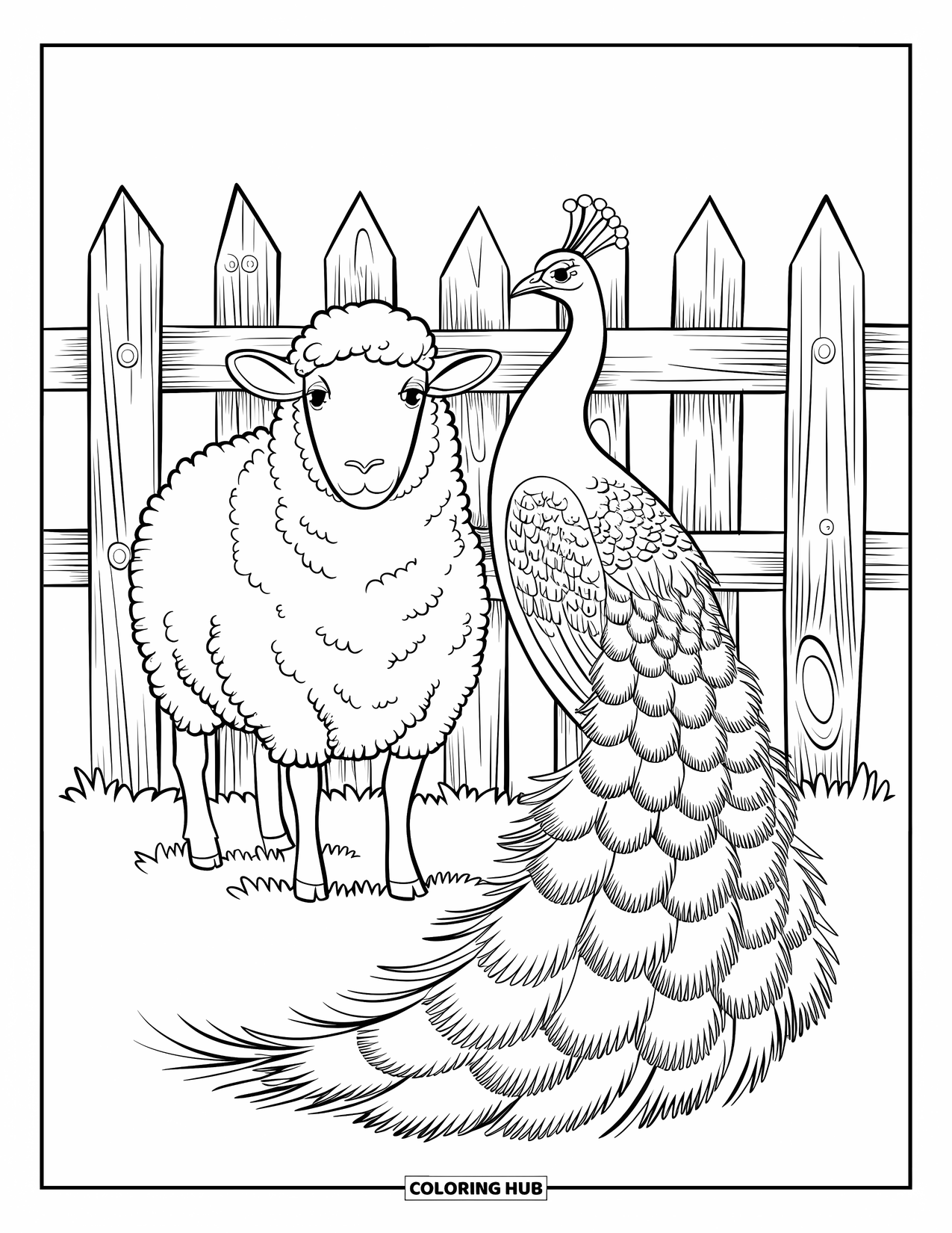 Kolorowanka ze zwierzętami gospodarskimi dla dzieci: Kręcona owca w swetrze stoi z pawiem na łące
