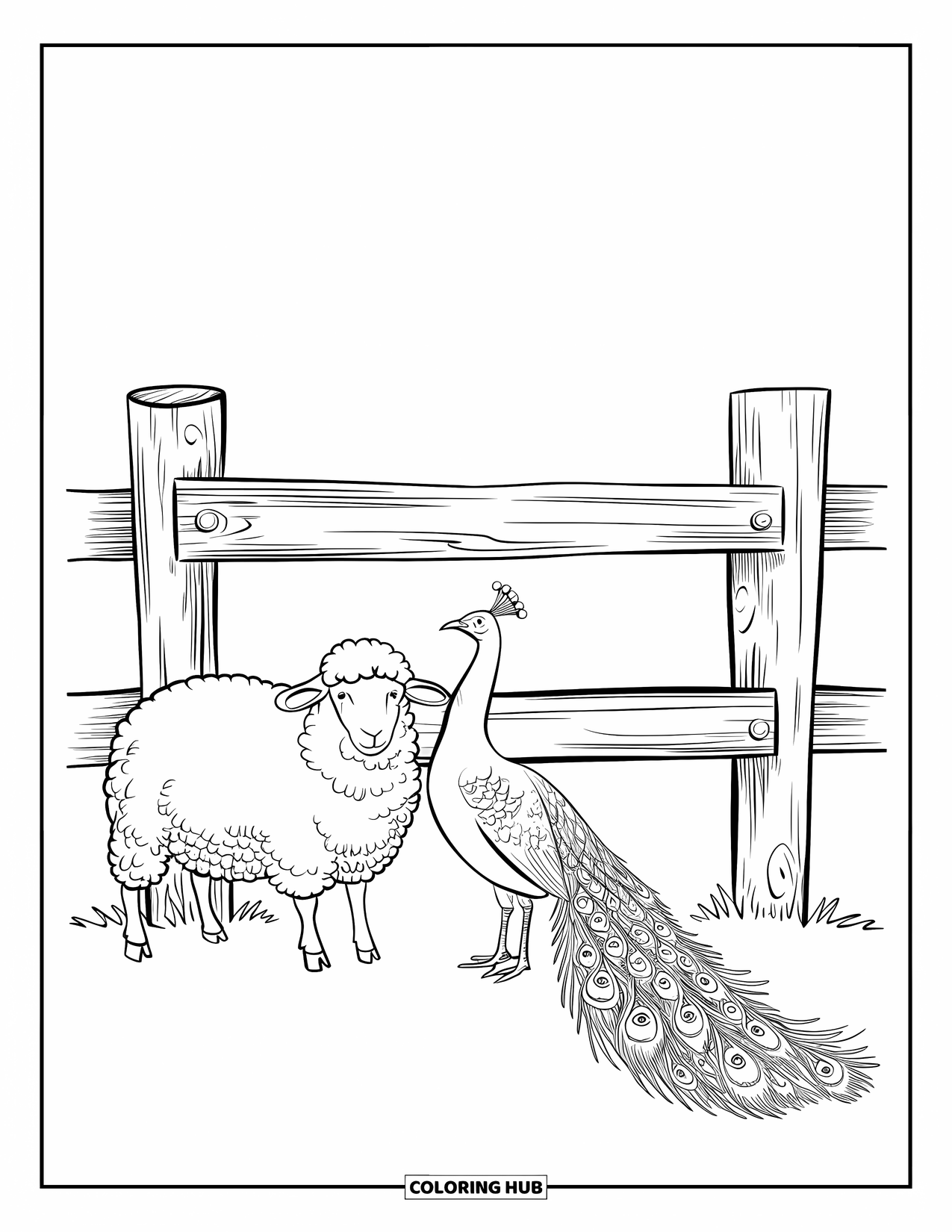Kolorowanka ze zwierzętami gospodarskimi dla dzieci: Puszysta owca i paw z długim ogonem stoją w pobliżu płotu