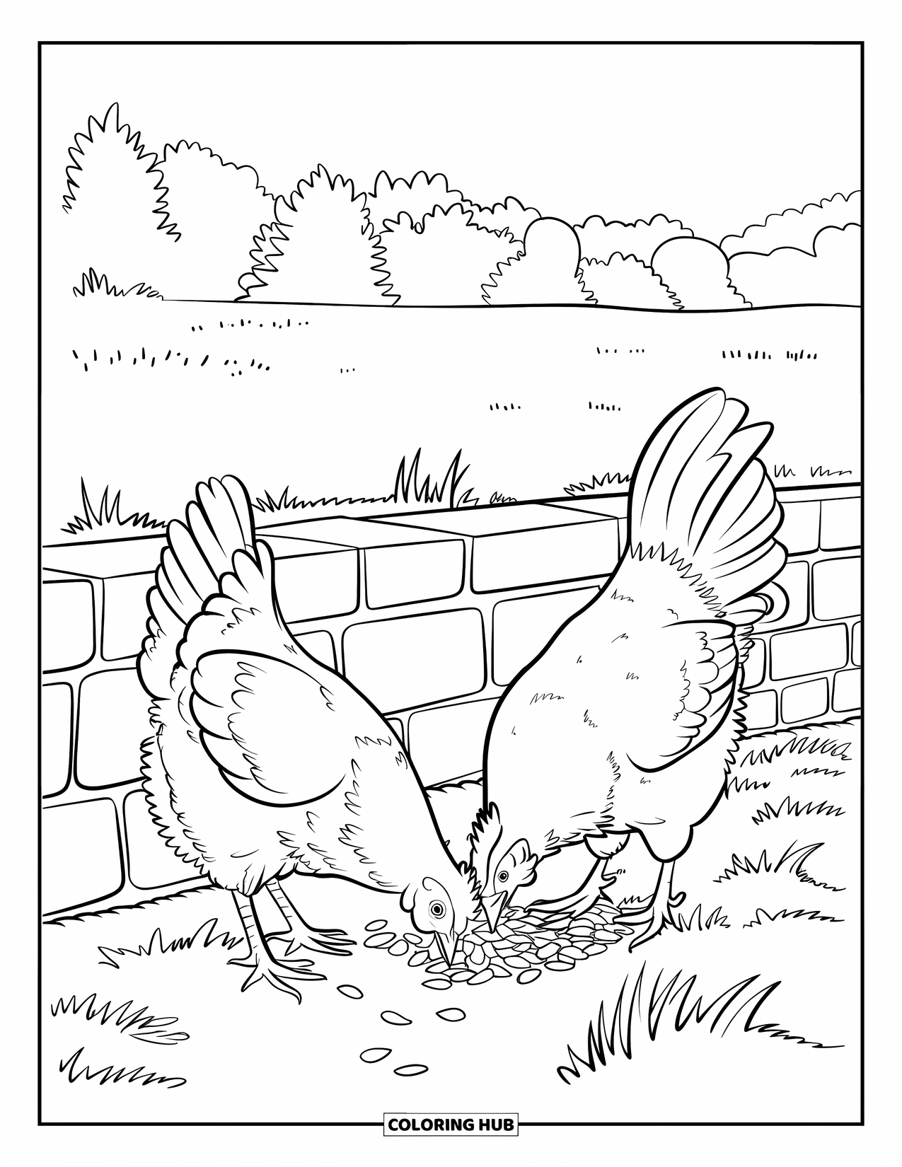 Kolorowanka ze zwierzętami gospodarskimi dla dzieci: Kura i kogut stoją naprzeciwko siebie, dziobiąc ziarna na trawiastym polu