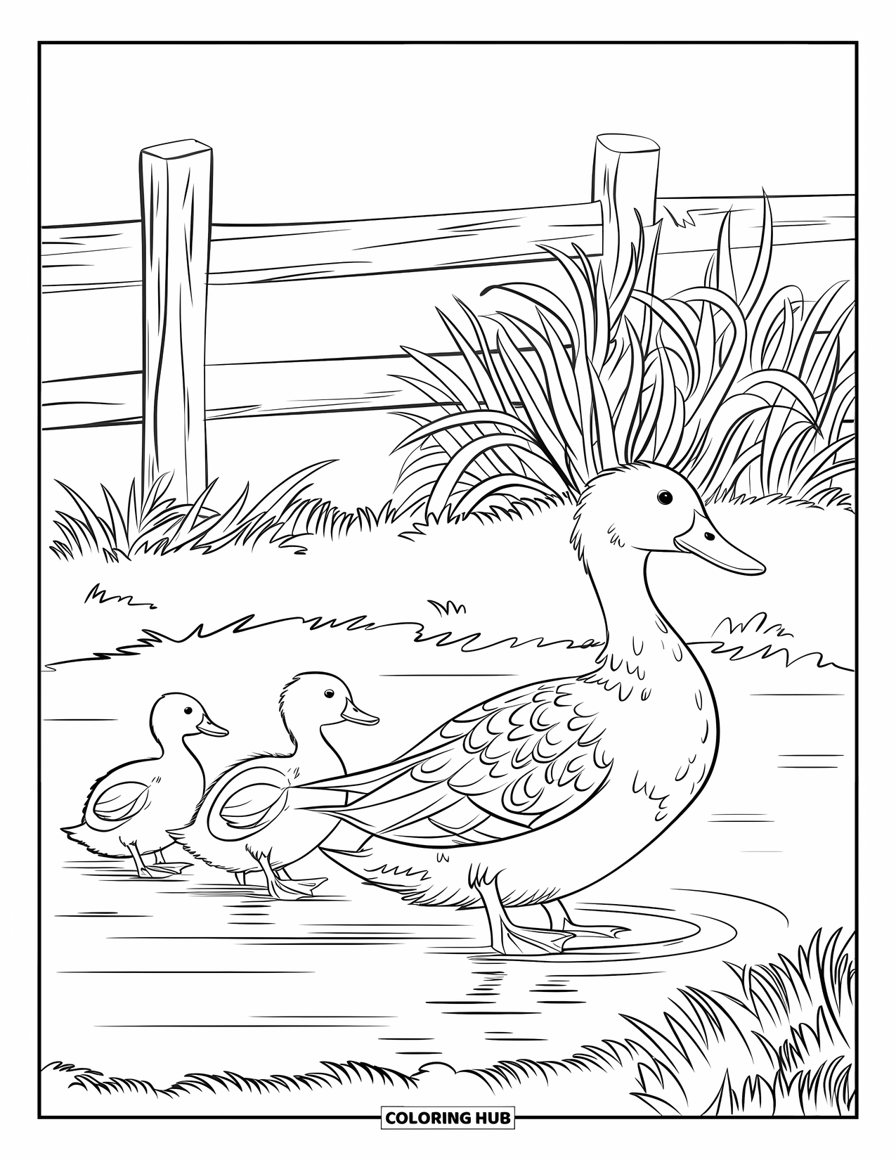Kolorowanka ze zwierzętami gospodarskimi dla dzieci: Matka kaczka prowadzi swoje kaczuszki w pobliżu stawu hodowlanego z roślinami i płotem