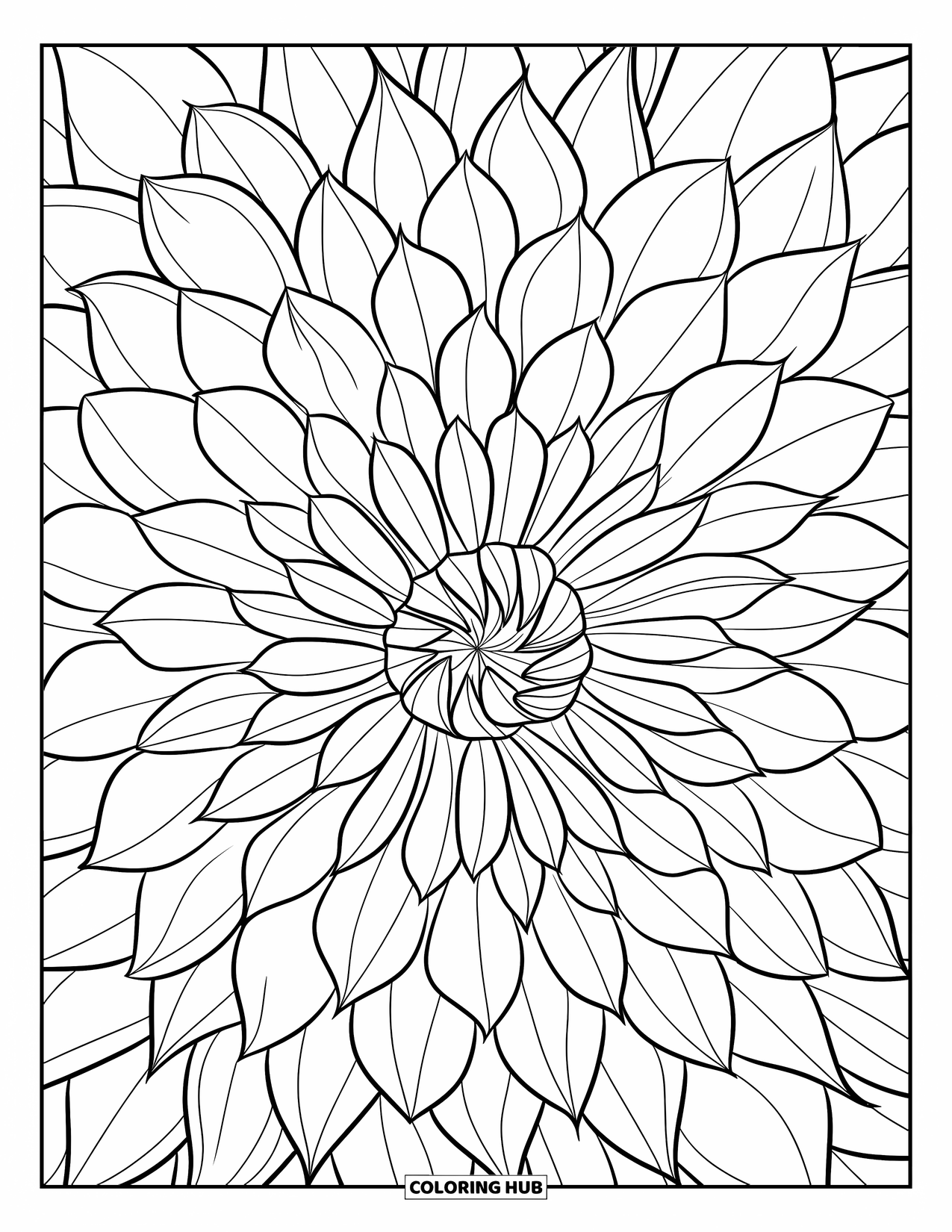 Dibujo de flores para colorear para adultos: Una dalia centrada con pétalos intrincadamente superpuestos que forman un impresionante diseño floral