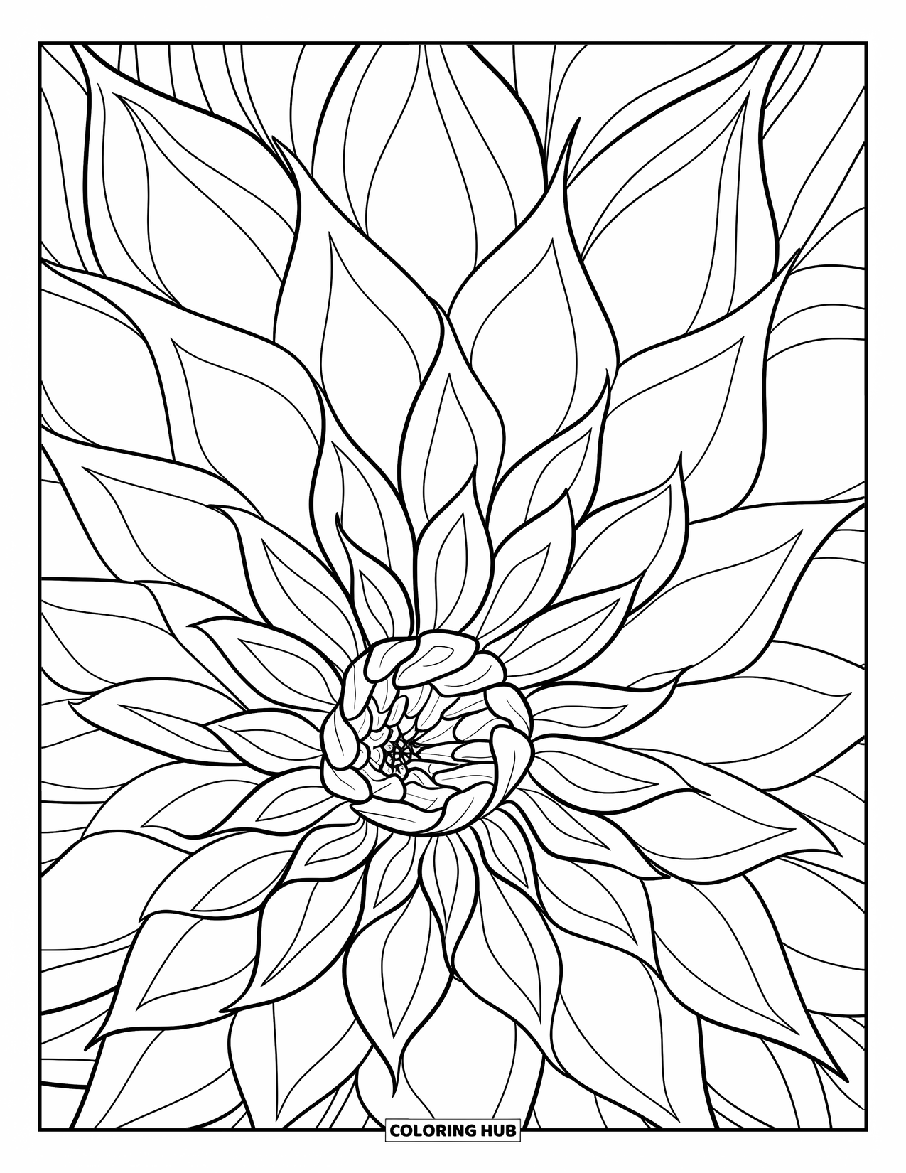 Dibujo de flores para colorear para adultos: Un primer plano de una dalia con una disposición de pétalos fascinante y un patrón bellamente detallado