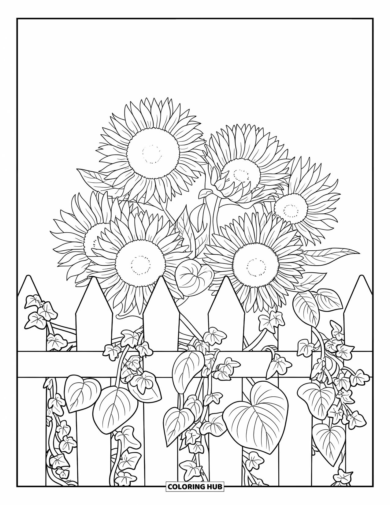 Dibujo de flores para colorear para adultos: Un grupo de girasoles entrelazados con vallas cubiertas de hiedra, con cada pétalo cuidadosamente detallado