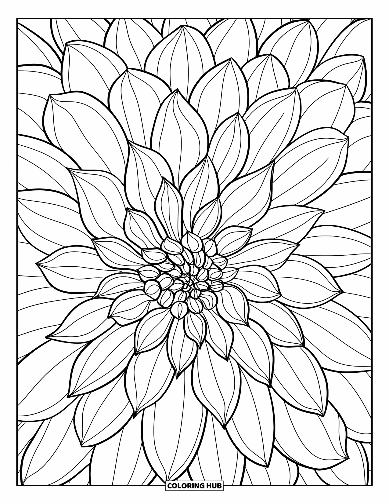 Dibujo de flores para colorear para adultos: Una dalia detallada con pétalos en capas y superpuestos dispuestos en un patrón fascinante