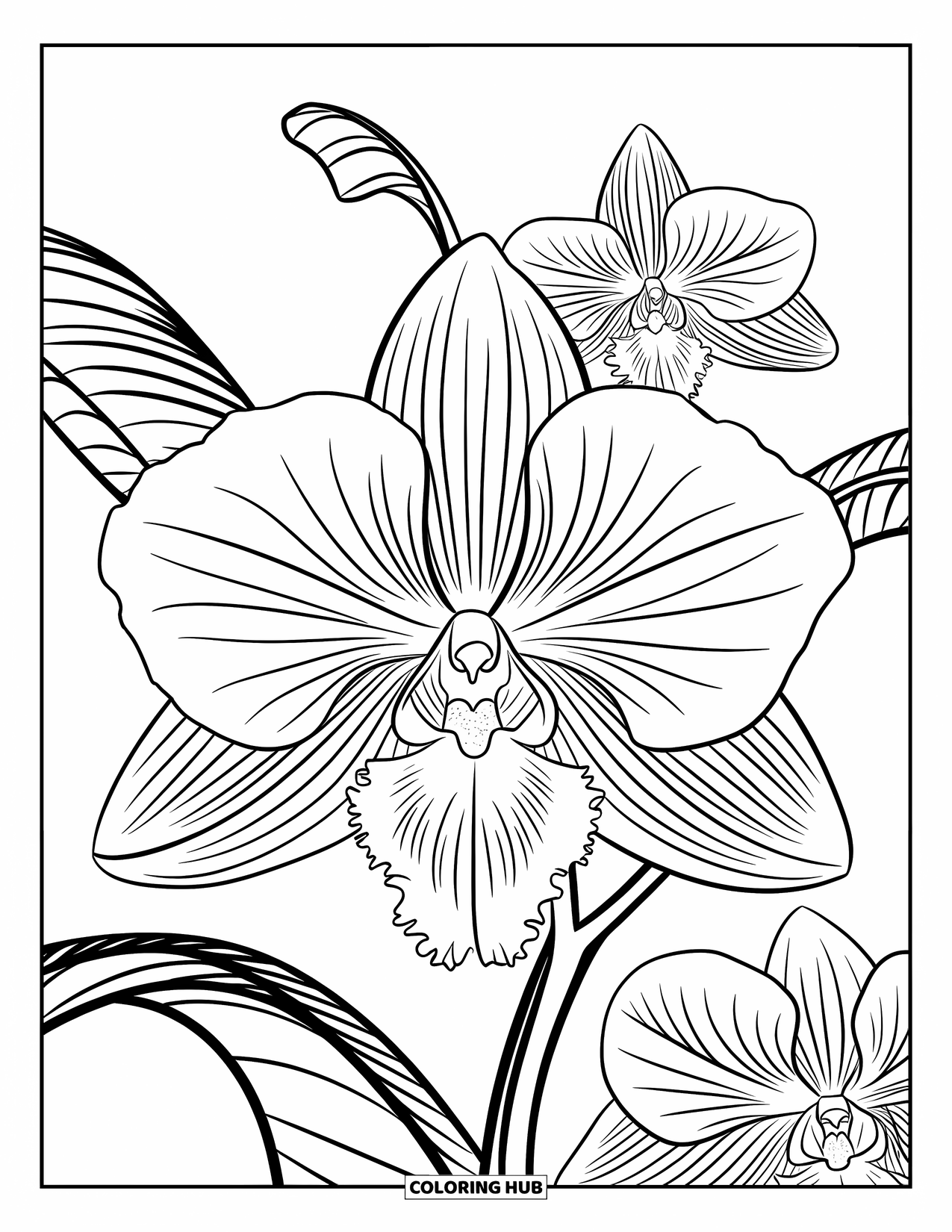 Dibujo de flores para colorear para adultos: Una orquídea detallada con hojas rizadas y una llamativa disposición de pétalos en una composición floral equilibrada