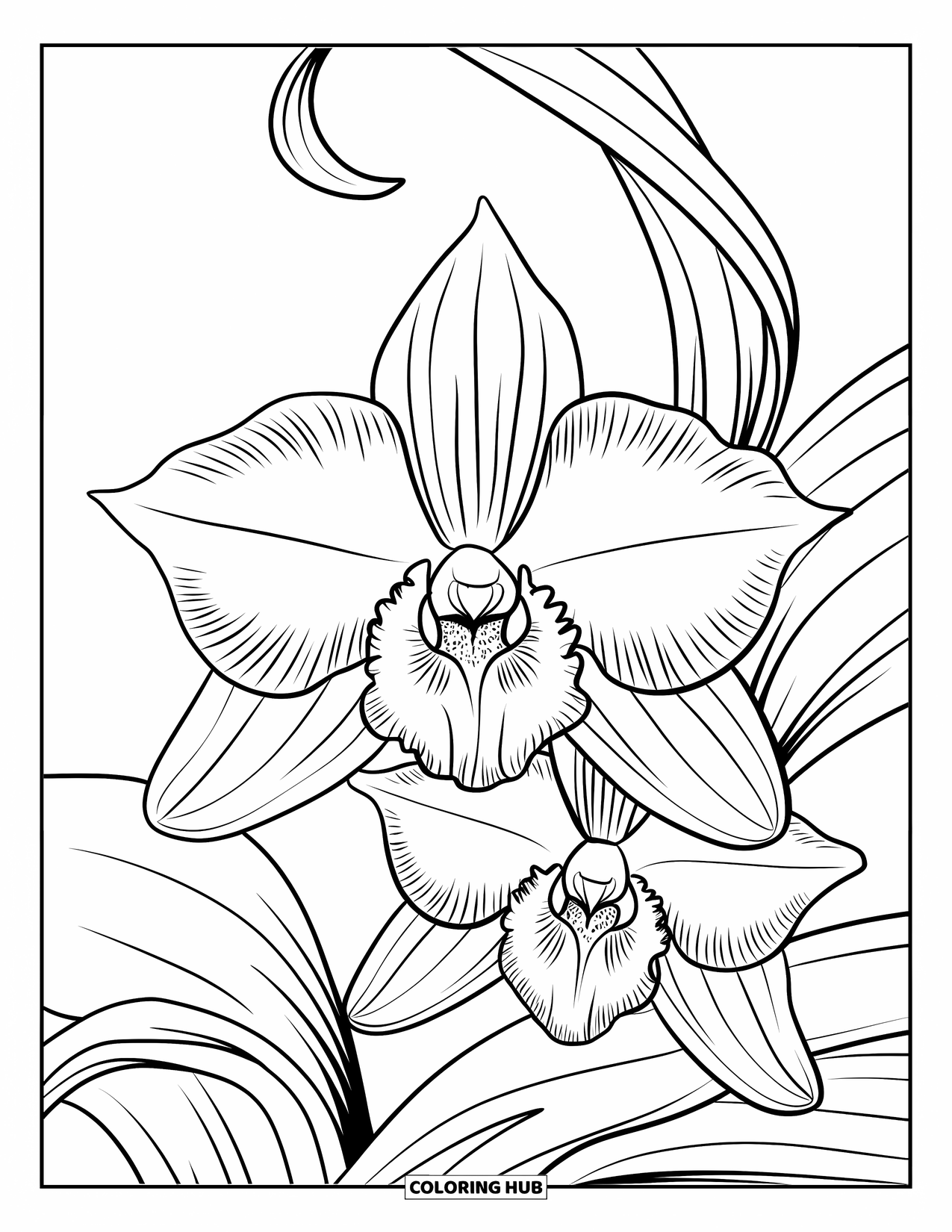 Dibujo de flores para colorear para adultos: Una orquídea con pétalos intrincadamente diseñados está rodeada de hojas elegantes y rizadas