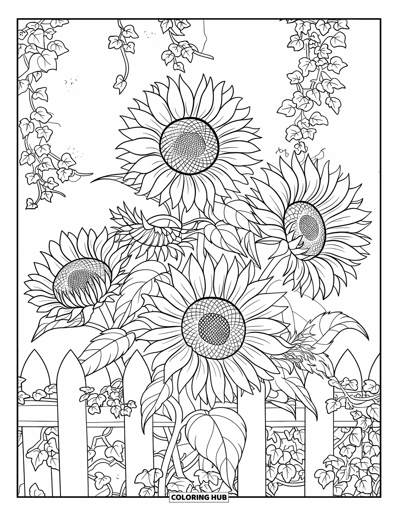 Dibujo de flores para colorear para adultos: Girasoles entrelazados con hiedra trepan a lo largo de una cerca rústica contra un telón de fondo texturizado