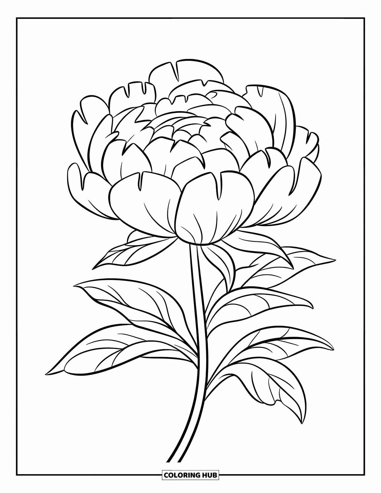 Dibujo de flores para colorear para niños: Una peonía en flor con pétalos suaves en capas que descansan sobre un tallo curvo