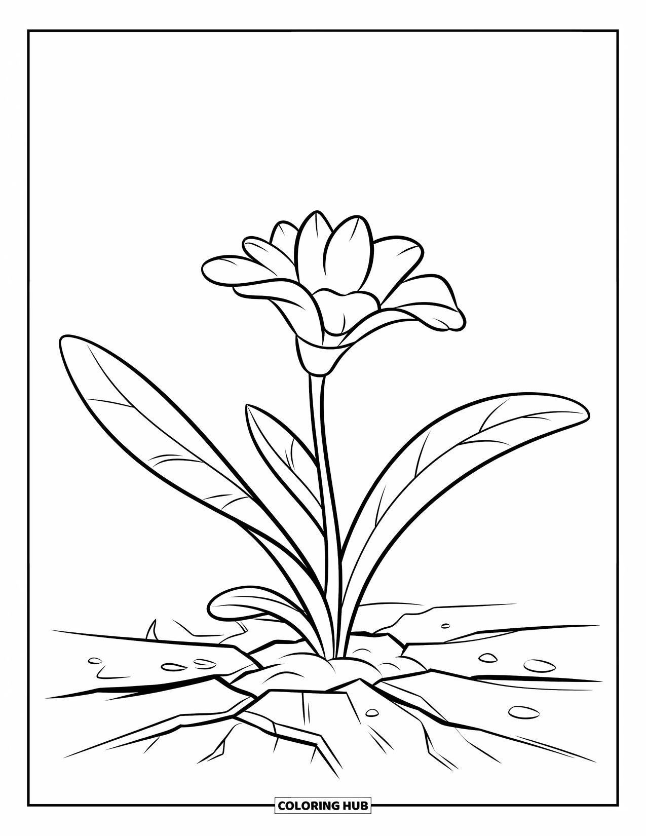 Dibujo de flores para colorear para niños: Una delicada flor florece de tierra agrietada, con pequeñas rocas esparcidas alrededor