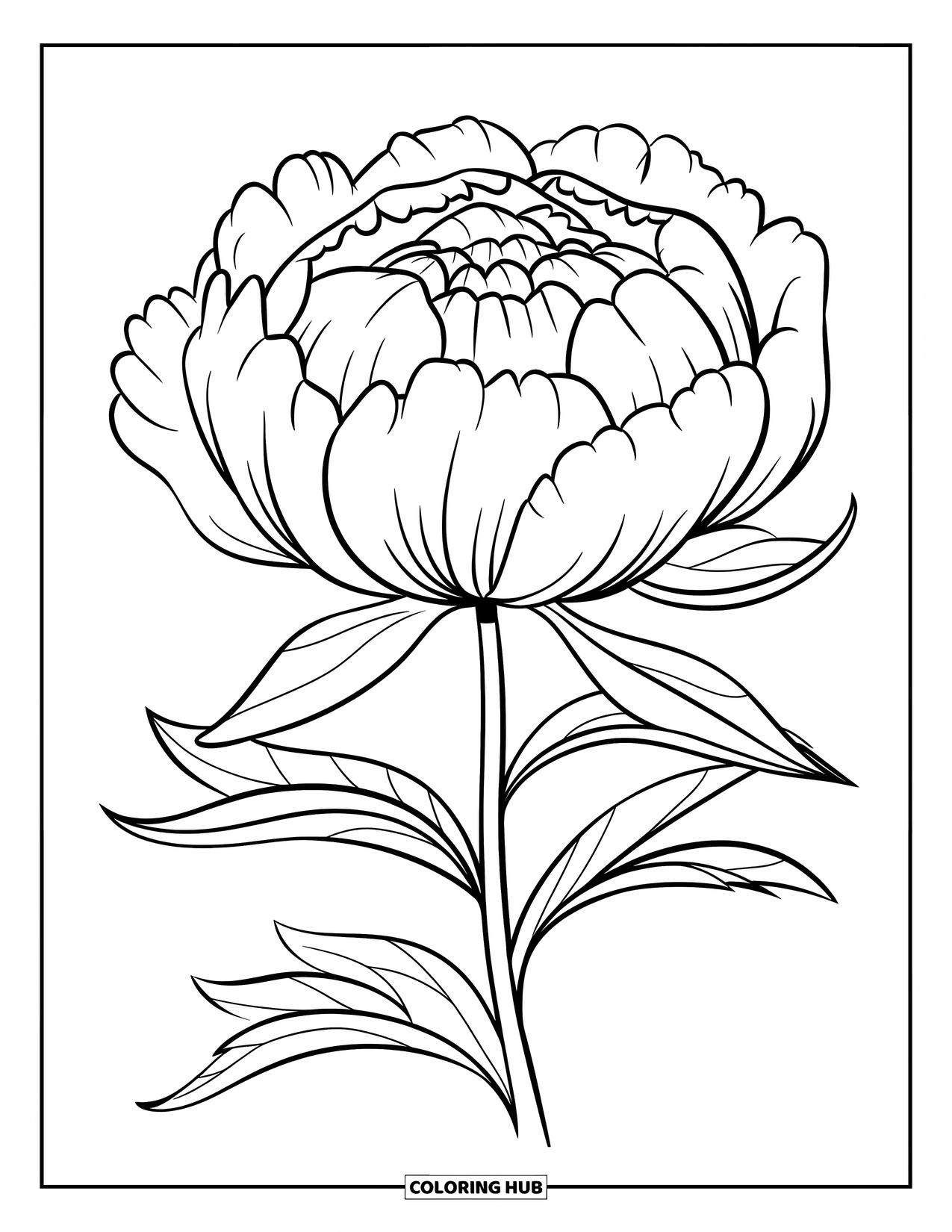 Dibujo de flores para colorear para niños: Una peonía completamente florecida con pétalos anchos y esponjosos y un tallo curvo
