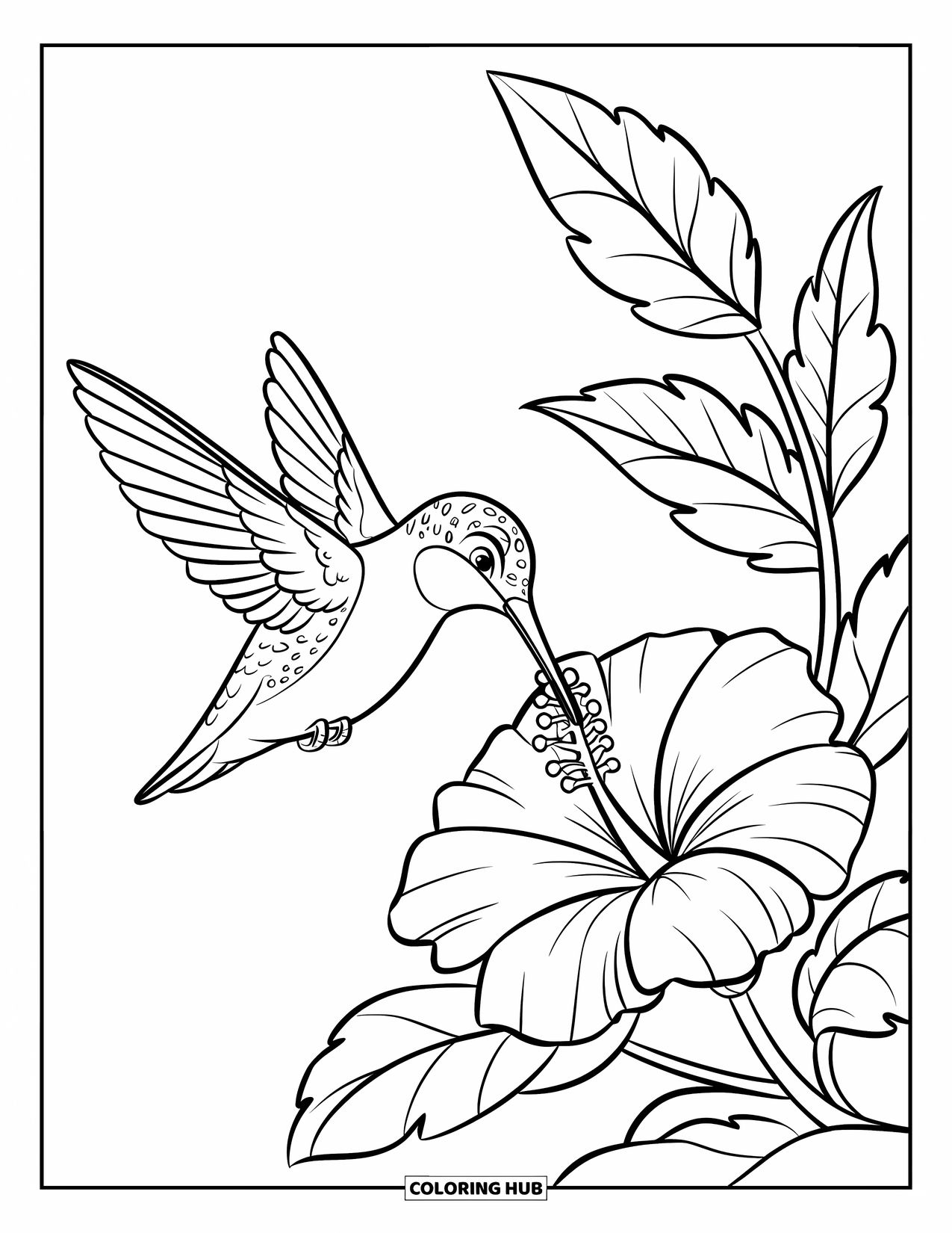 Dibujo de flores para colorear para niños: Un colibrí revolotea cerca de una flor de hibisco en flor, con el pico cerca del centro de la flor