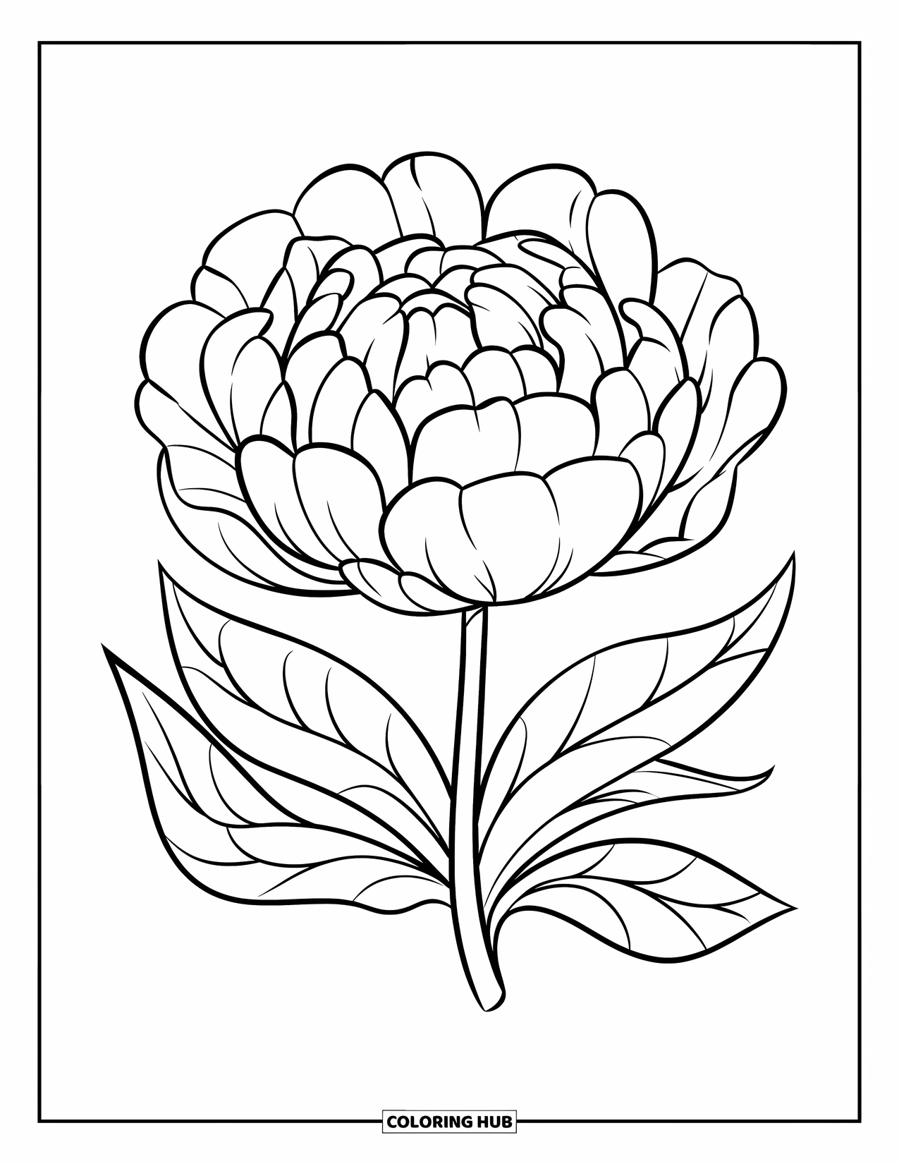 Dibujo de flores para colorear para niños: Una peonía redonda con pétalos esponjosos y un tallo corto y curvo