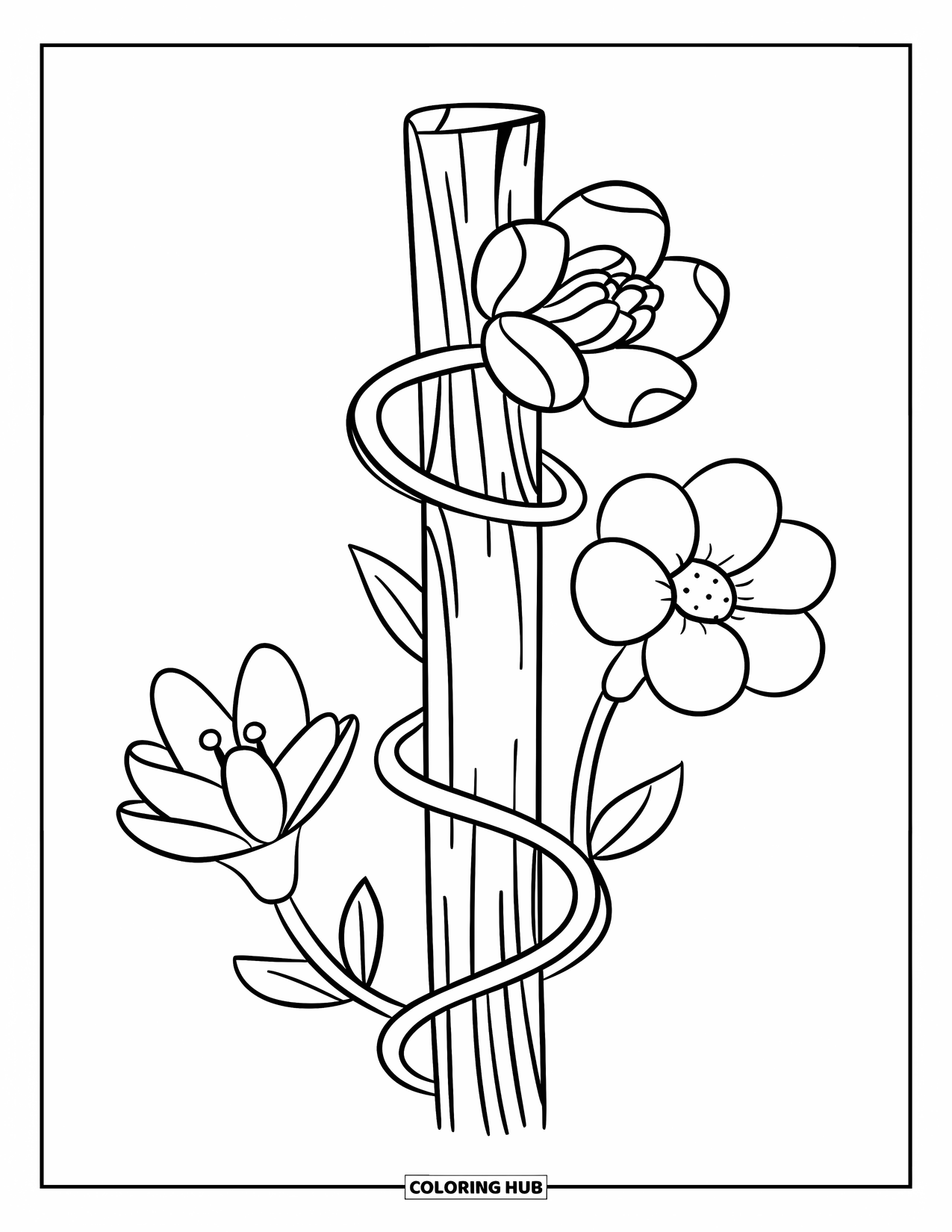 Dibujo de flores para colorear para niños: Una enredadera retorcida con tres flores distintas, cada una con formas y tamaños de pétalos únicos