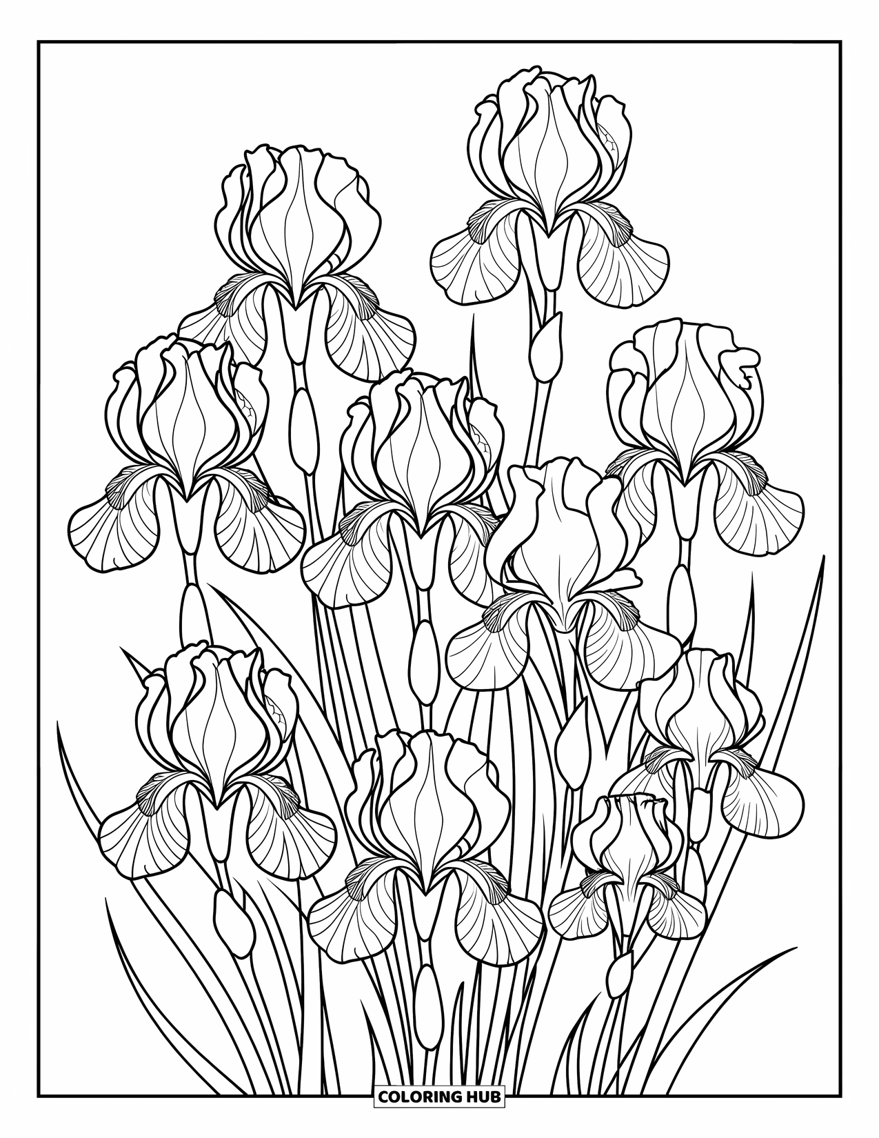 Desenho de mandala de flor para colorir para adultos: Pétalas de íris longas e redemoinhos suaves formam uma mandala detalhada e elegante
