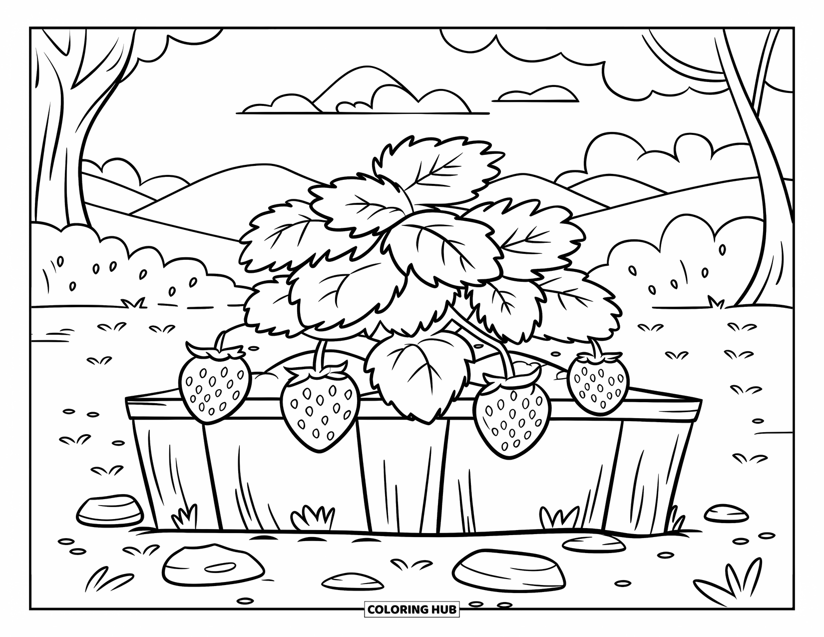 Desen de colorat cu grădină pentru copii: Un câmp de căpșuni înfloritor, înconjurat de un gard alb fermecător