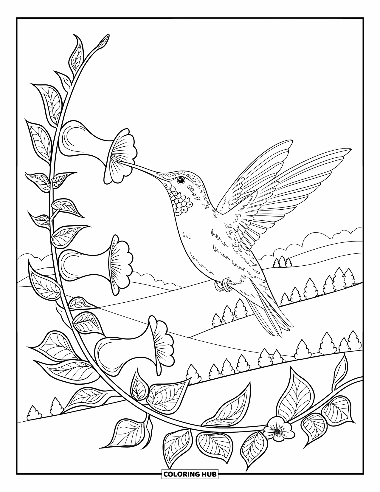 Kolibrie Kleurplaat voor Volwassenen: Een kolibrie drinkt nectar uit bloeiende trompetbloemen aan een lange wijnstok
