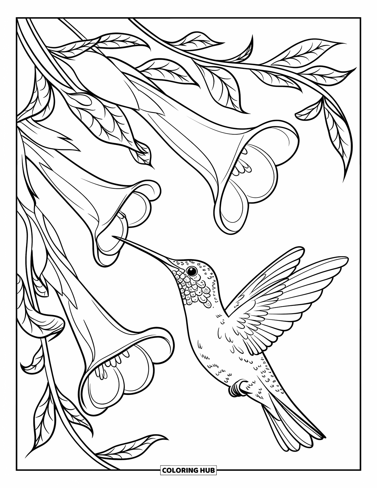 Kolibrie Kleurplaat voor Volwassenen: Een slanke kolibrie drinkt nectar uit grote trompetbloemen aan een kronkelende wijnstok