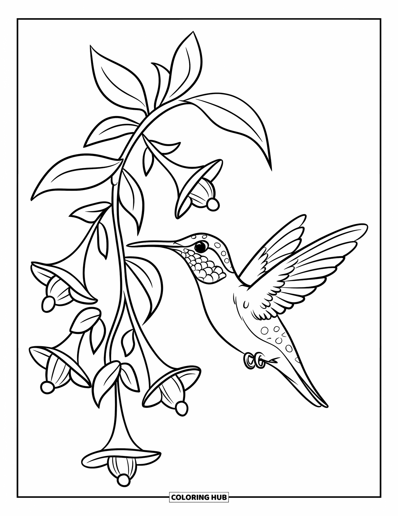Kolibrie Kleurplaat voor Kinderen: Een kolibrie drinkt uit een wijnrank van bloemen met gedetailleerde patronen