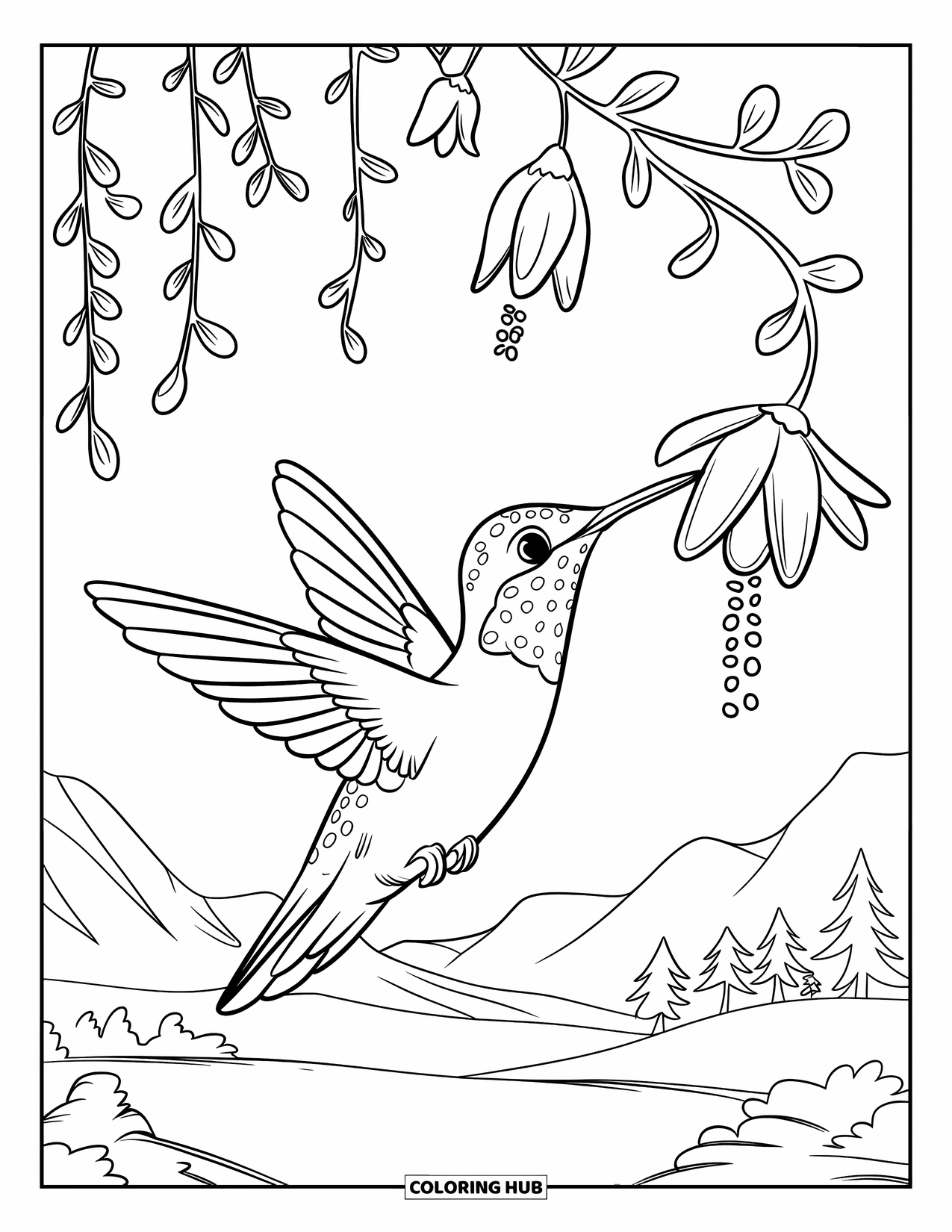 Kolibrie Kleurplaat voor Kinderen: Een kolibrie zit op een tak en drinkt van hangende bloemen