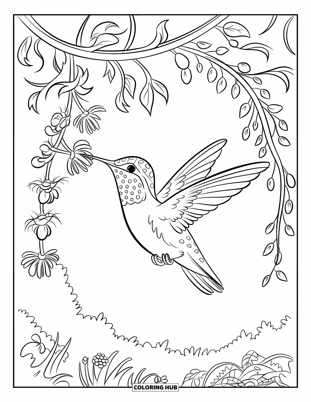 Kolibrie Kleurplaat voor Kinderen: Een kolibrie drinkt nectar uit een hangende wijnrank vol bloemen